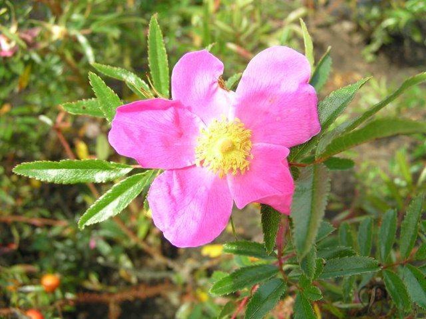 Rosa rugotida - 40-60 CM bare root 0/2  2-3 branche