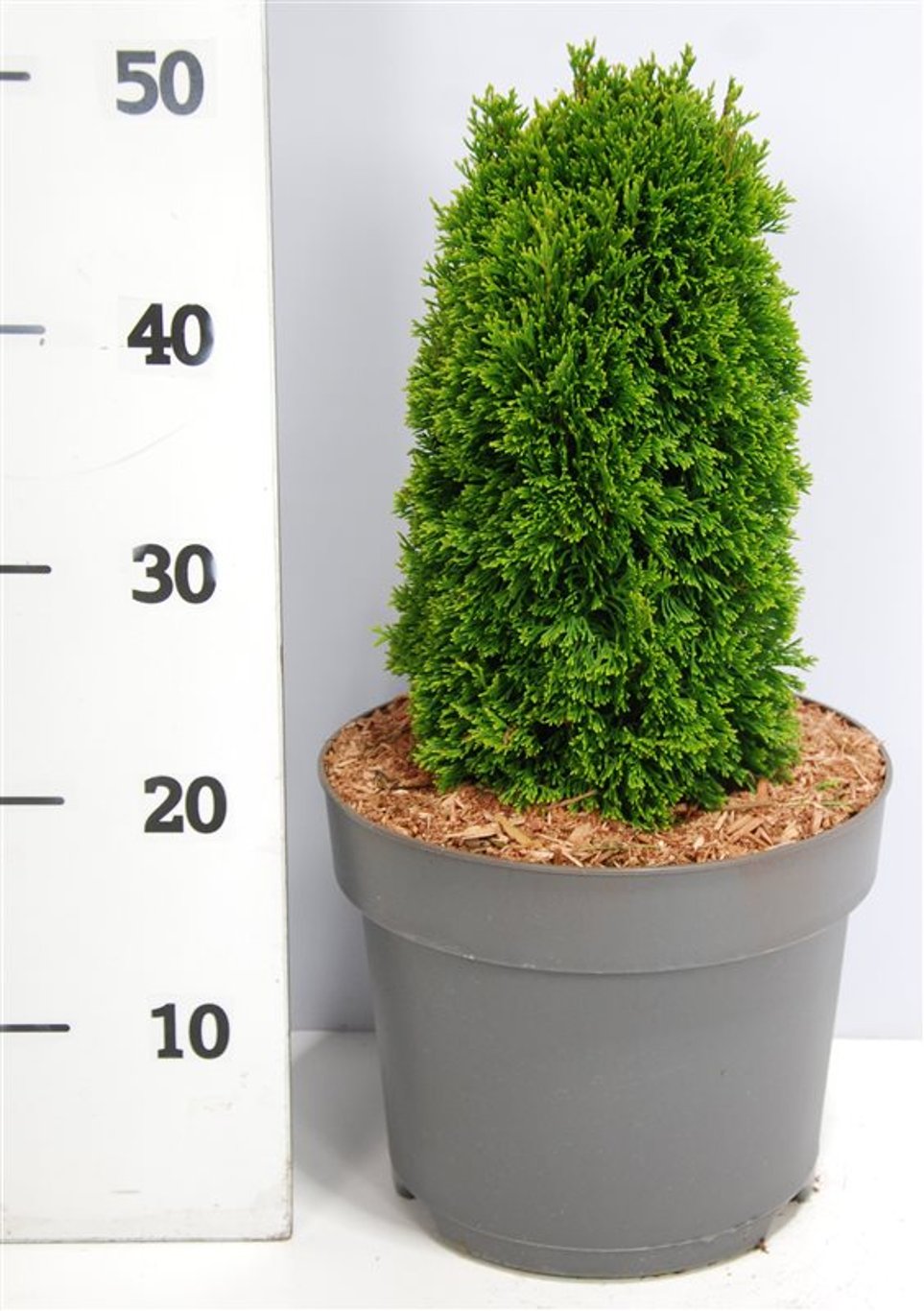 Thuja occ. 'Maks' - C7,5 35-40 CM