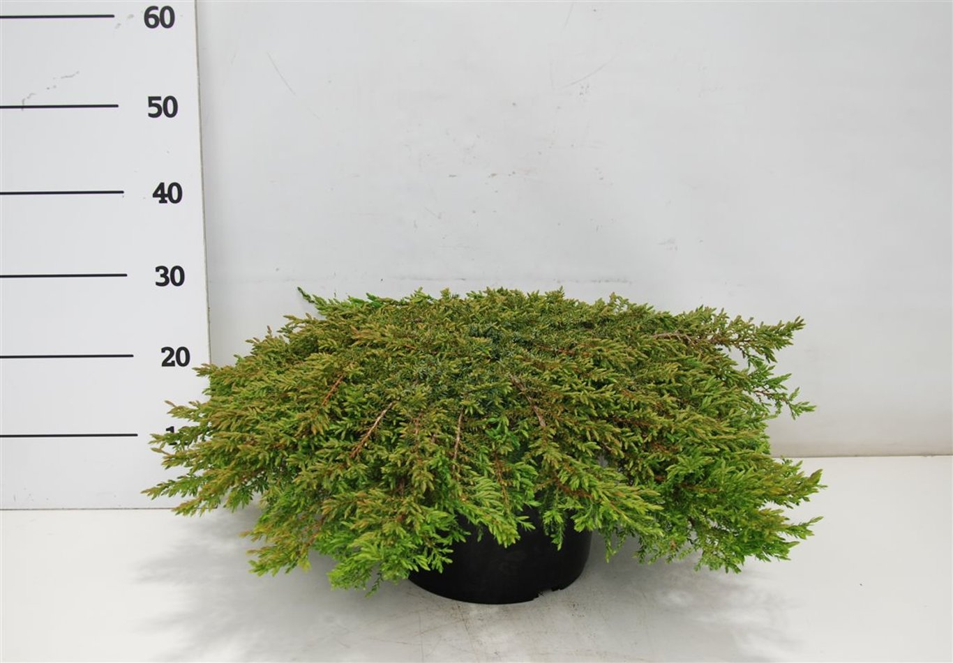Juniperus comm. 'Green Carpet' - C12 60-70 CM