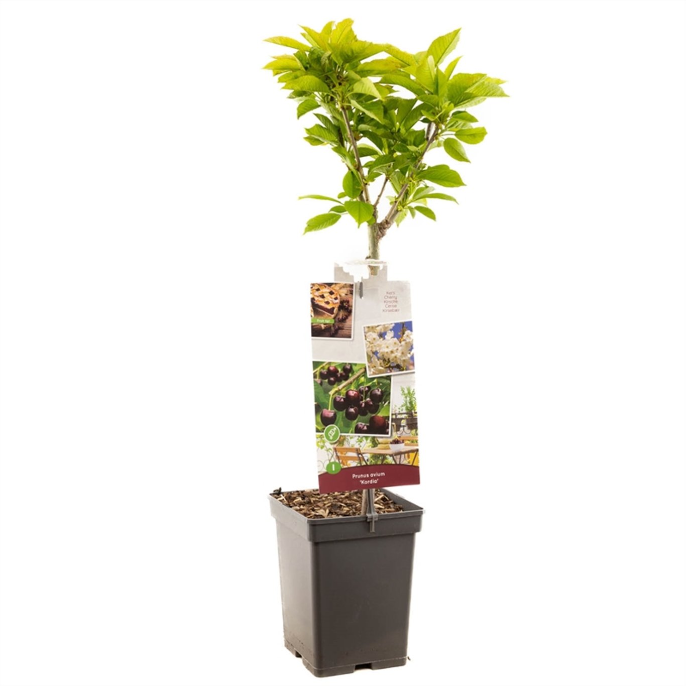 Prunus a. 'Kordia' - C5 60-80 CM Patio