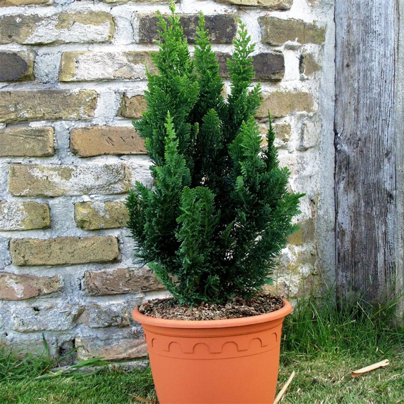 Chamaecyparis l. 'Little Spire' - C3 30-40 CM