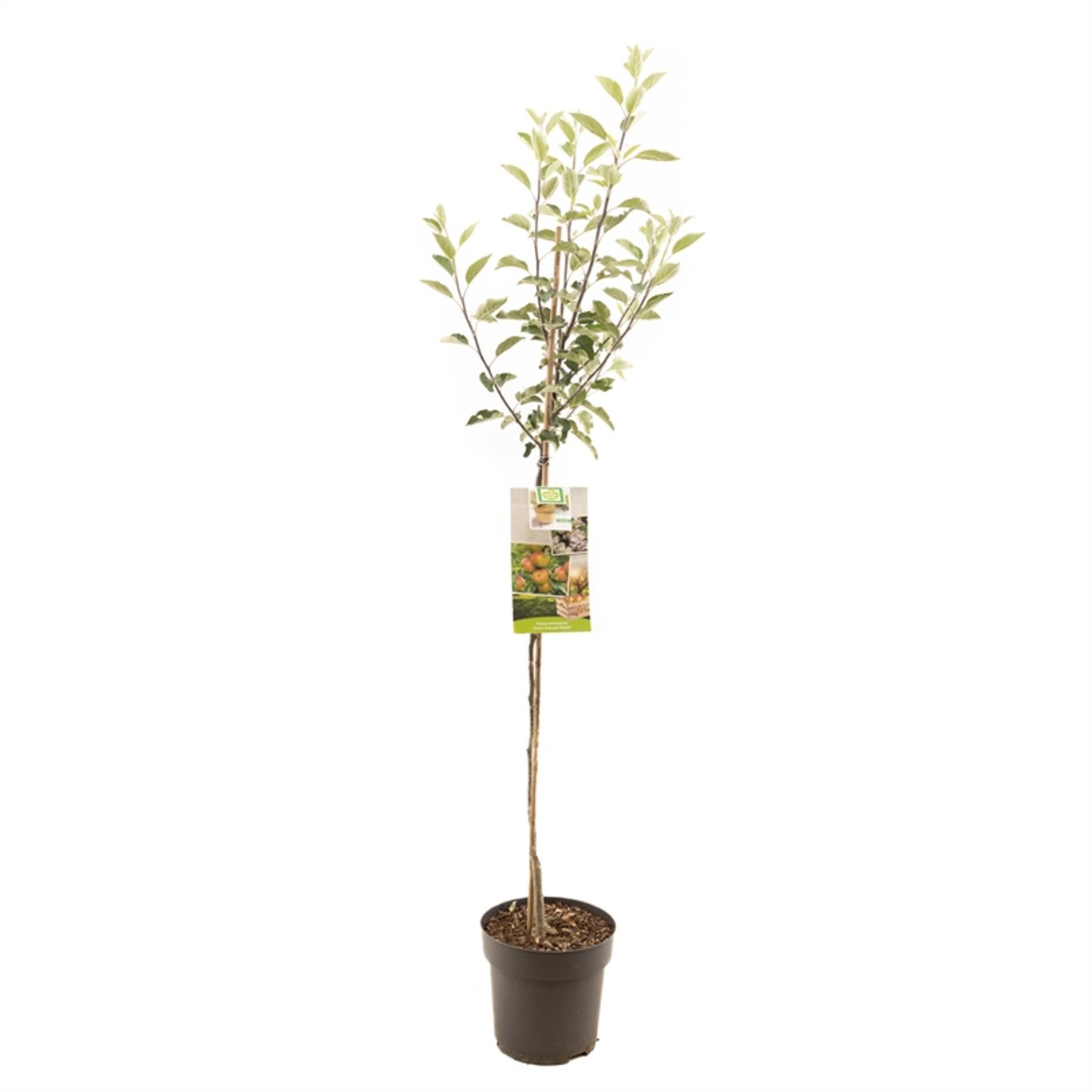 Malus d. 'Cox's Orange' - C7,5 175-225 CM Halfstem