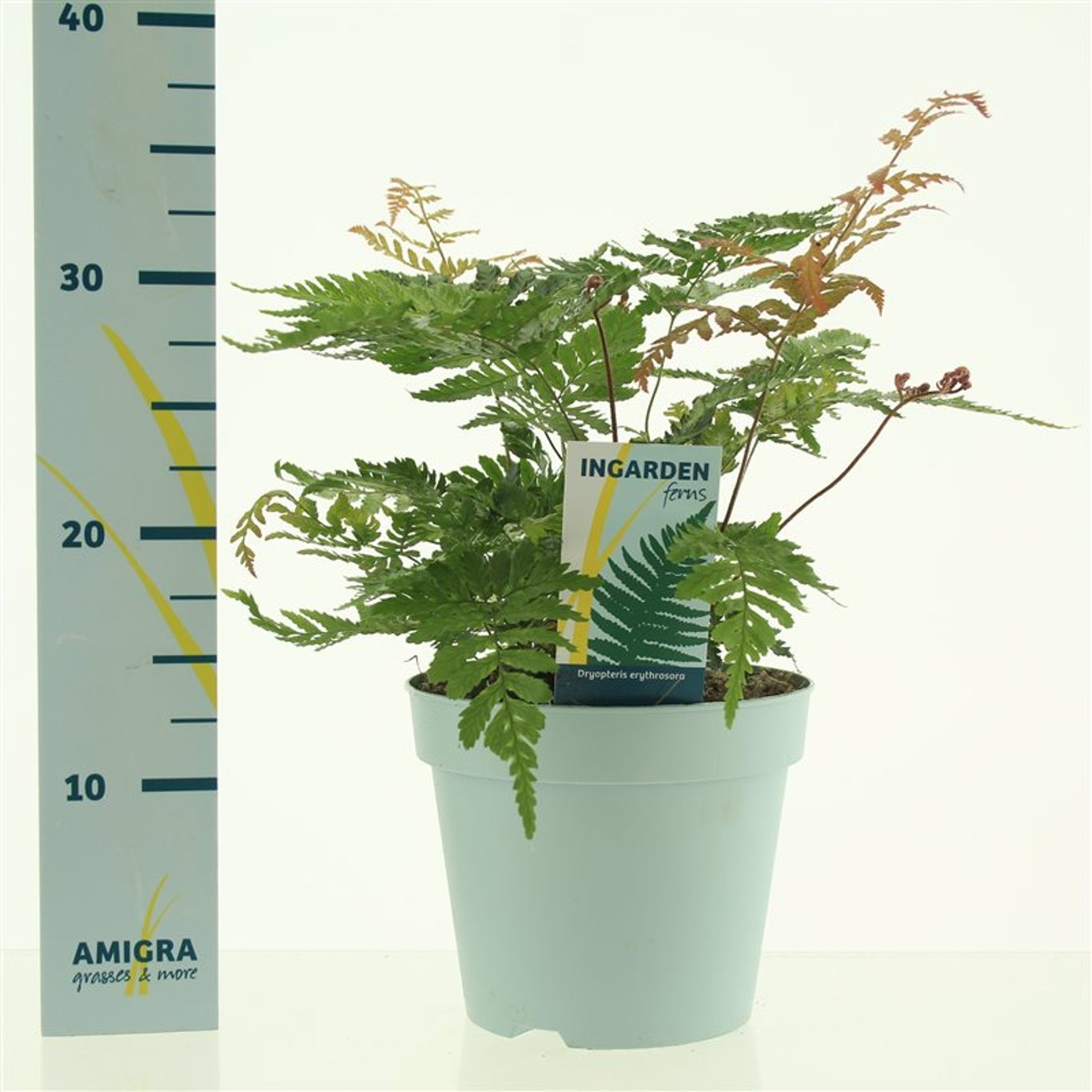 Dryopteris erythrosora - C2