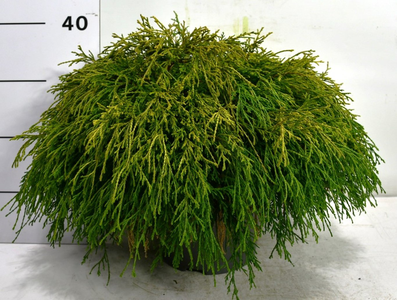 Chamaecyparis p. 'Sungold' - C5 50-60 CM