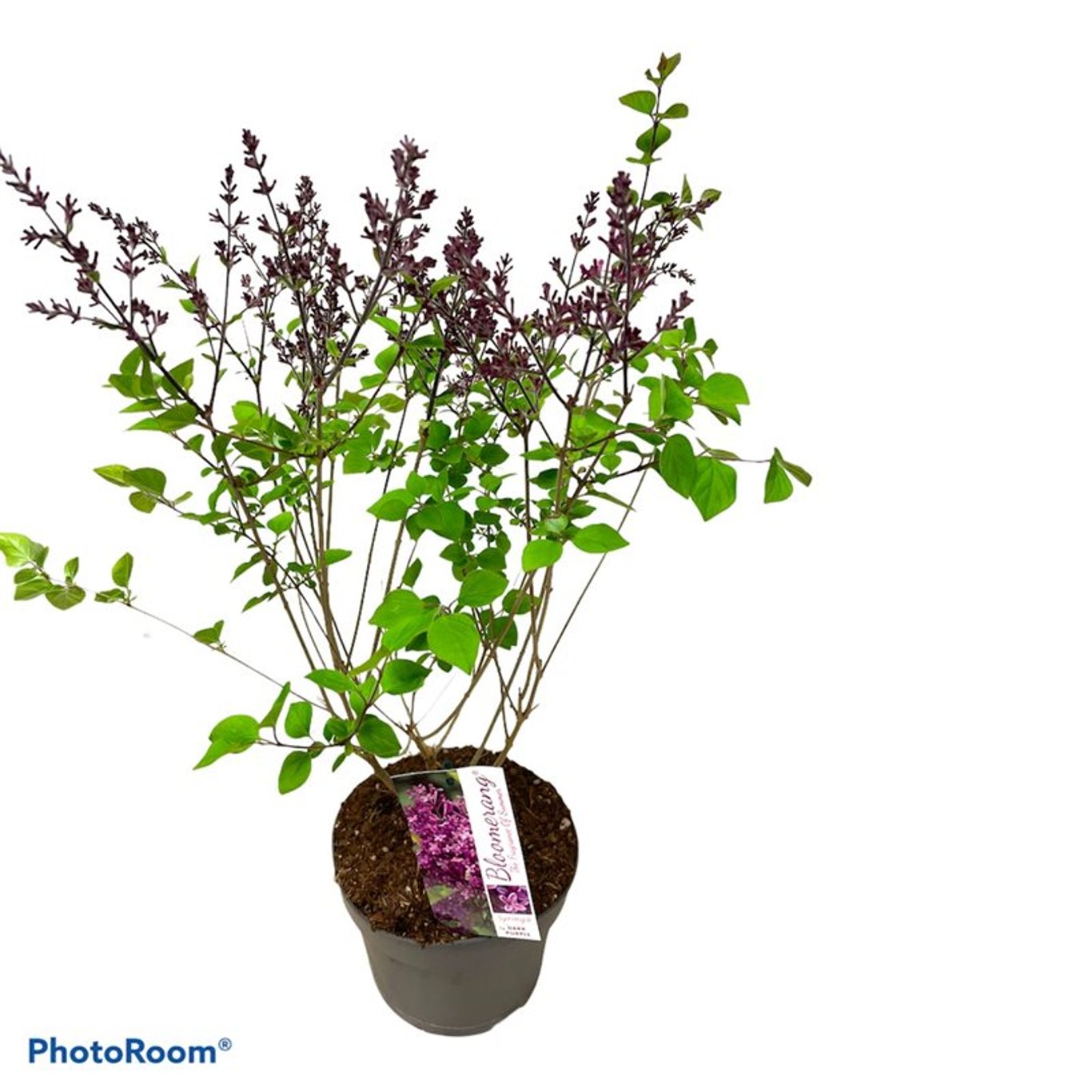Syringa Bloomerang 'Dark Purple' - C3 40-50 CM