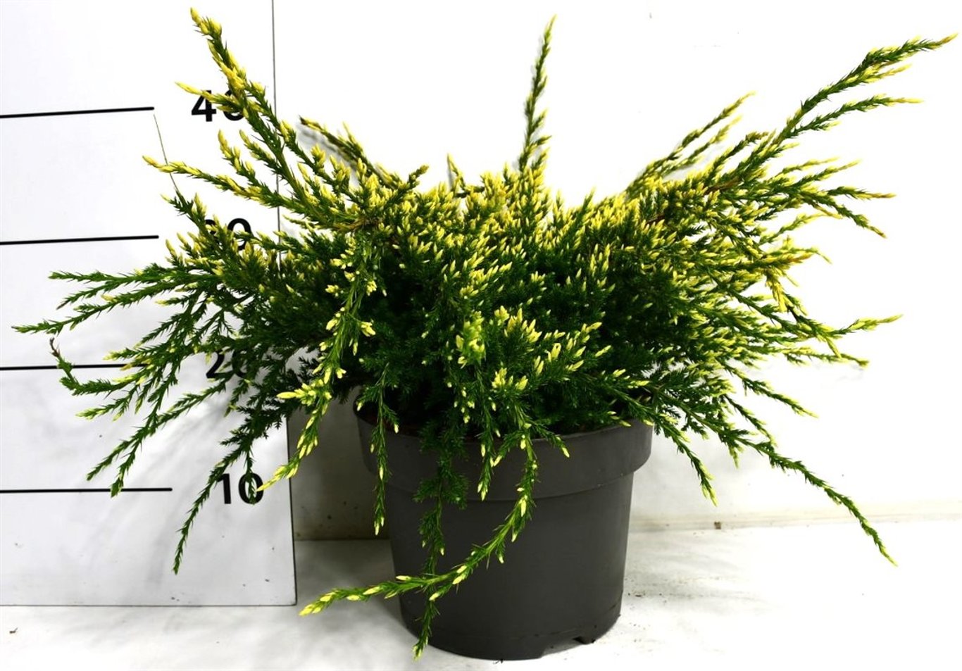Juniperus squamata 'Holger' - C5 30-40 CM