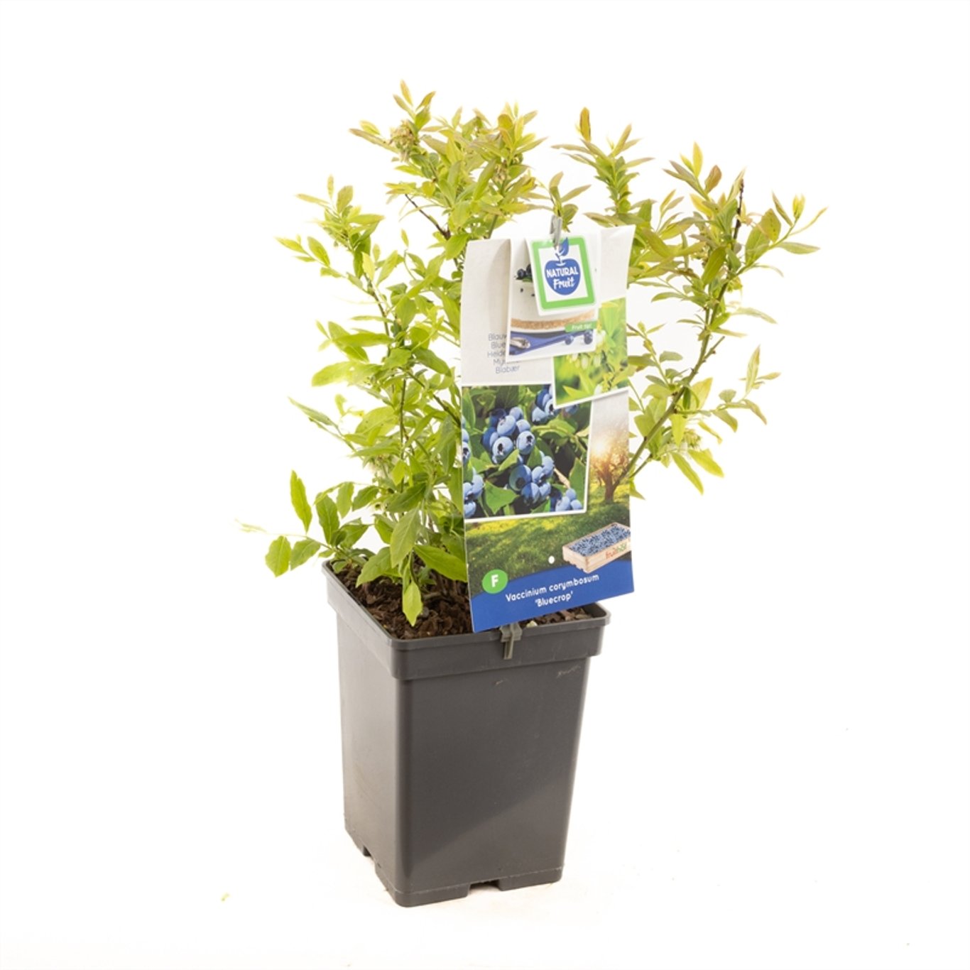 Vaccinium c. 'Bluecrop' - C5 40-50 CM