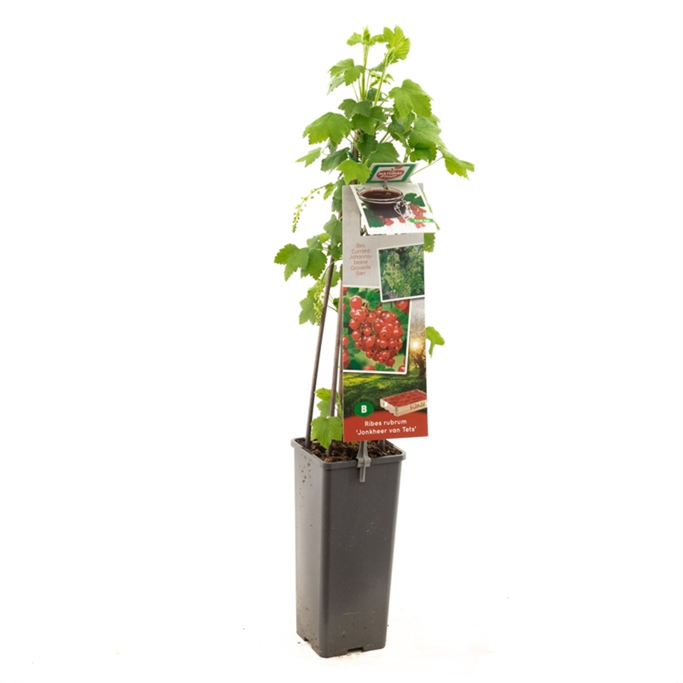 Ribes r. 'Jonkheer van Tets' - C2 50-60 CM