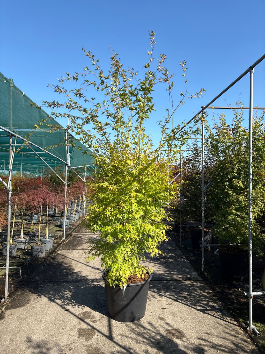 Acer pal. 'Sangokaku' - 250-300 CM in Cont.