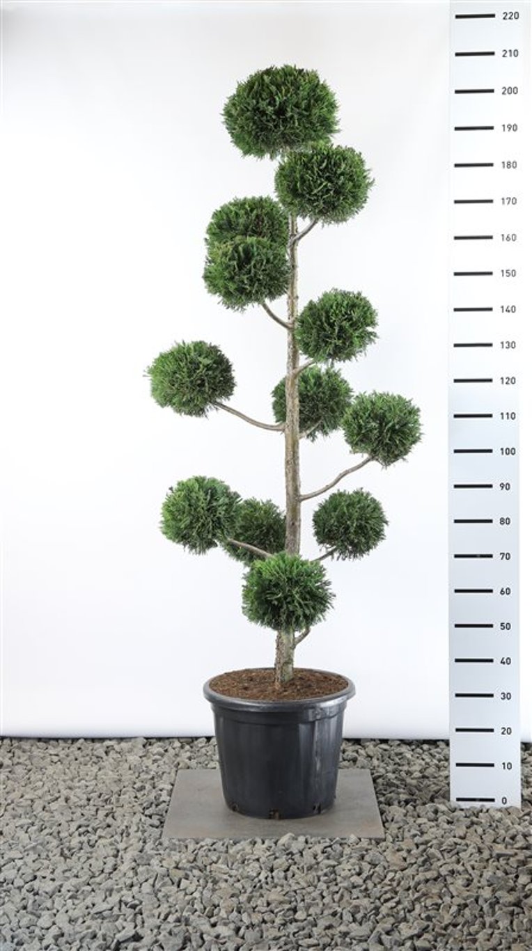 Cupressocyparis leylandii - 150-175 CM PonPon Cont.