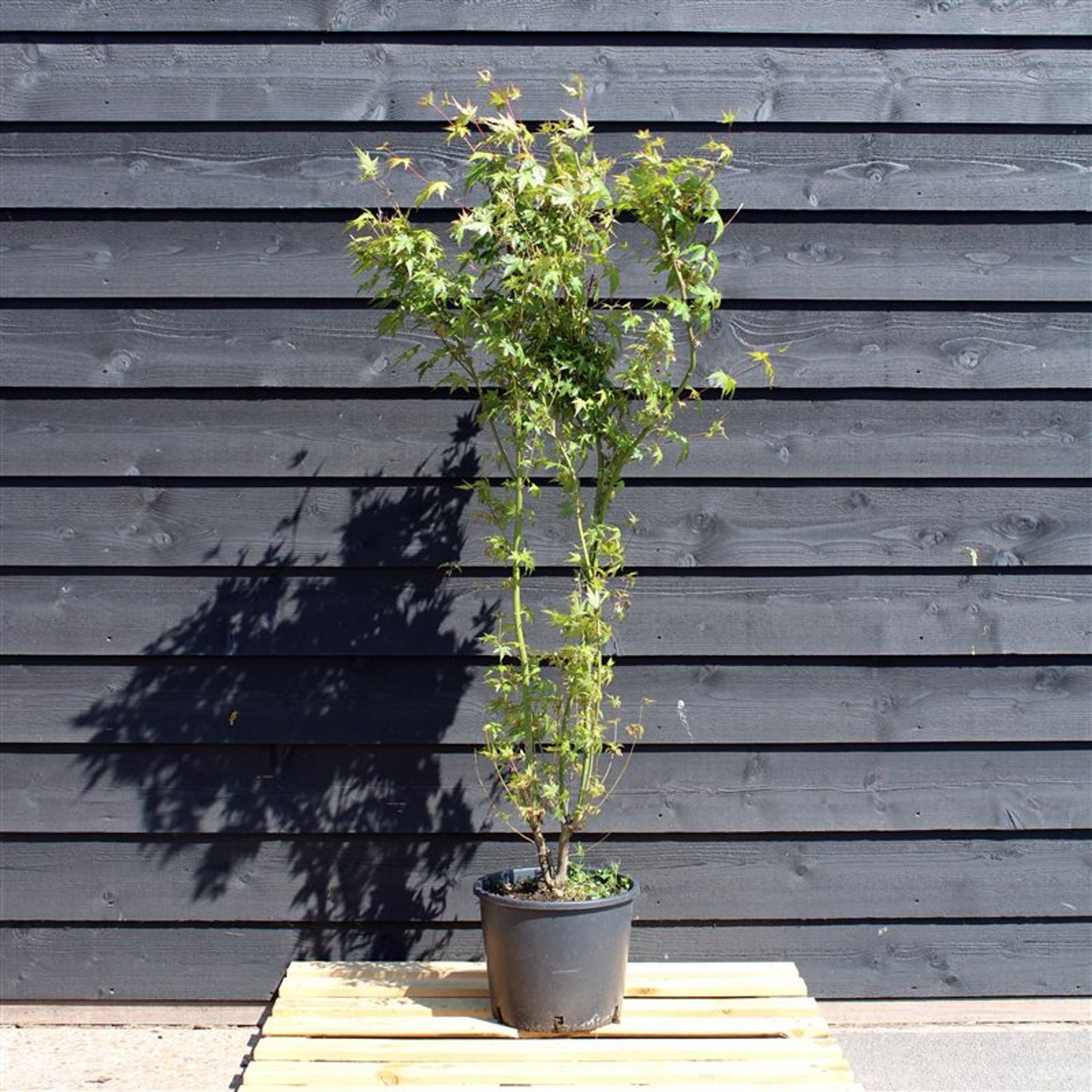 Acer palmatum - C12 125-150 CM