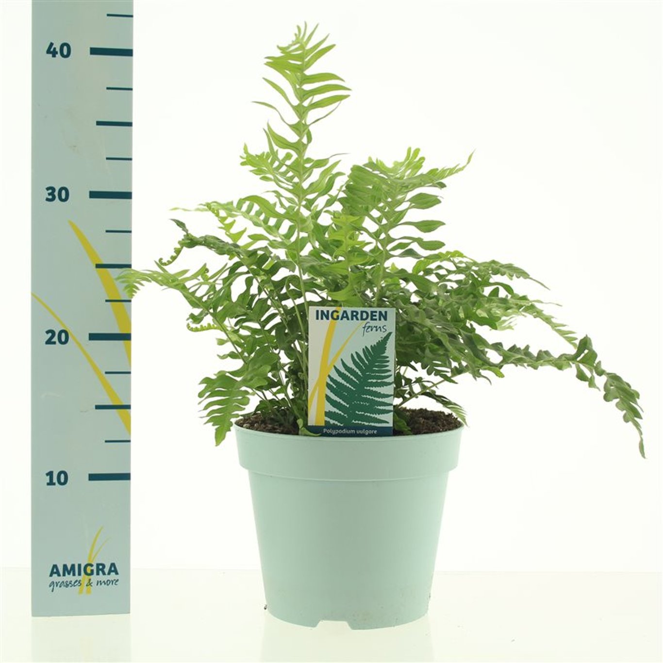 Polypodium vulgare - C2