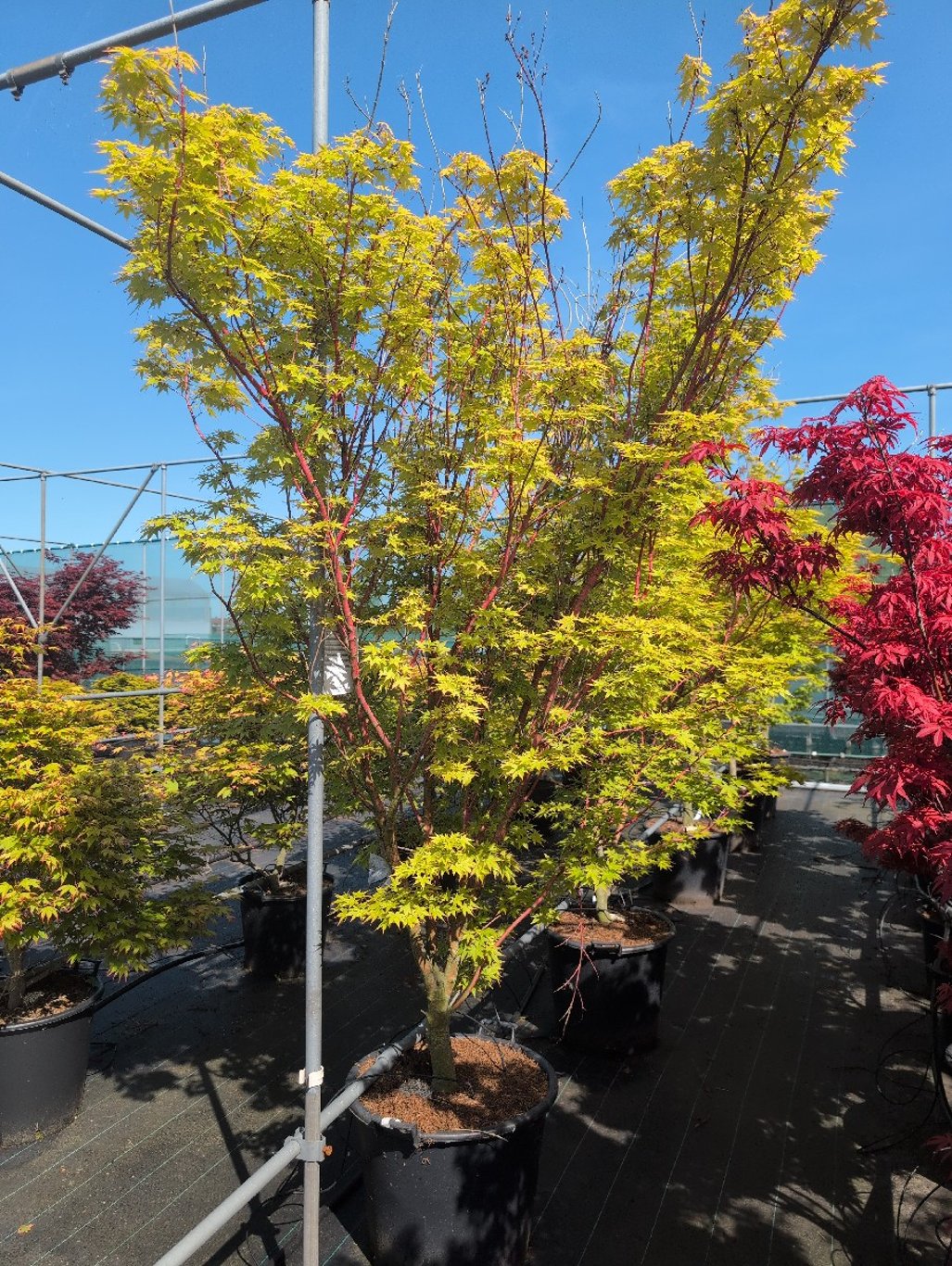 Acer pal. 'Sangokaku' - C70 200-250 CM