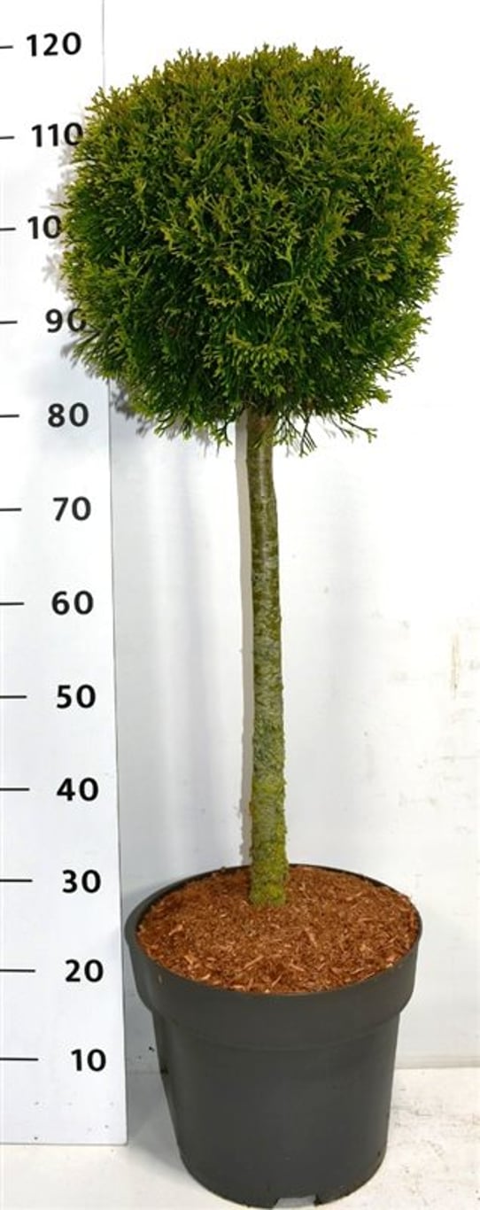 Thuja occ. 'Smaragd' - 60 CM Stem C12