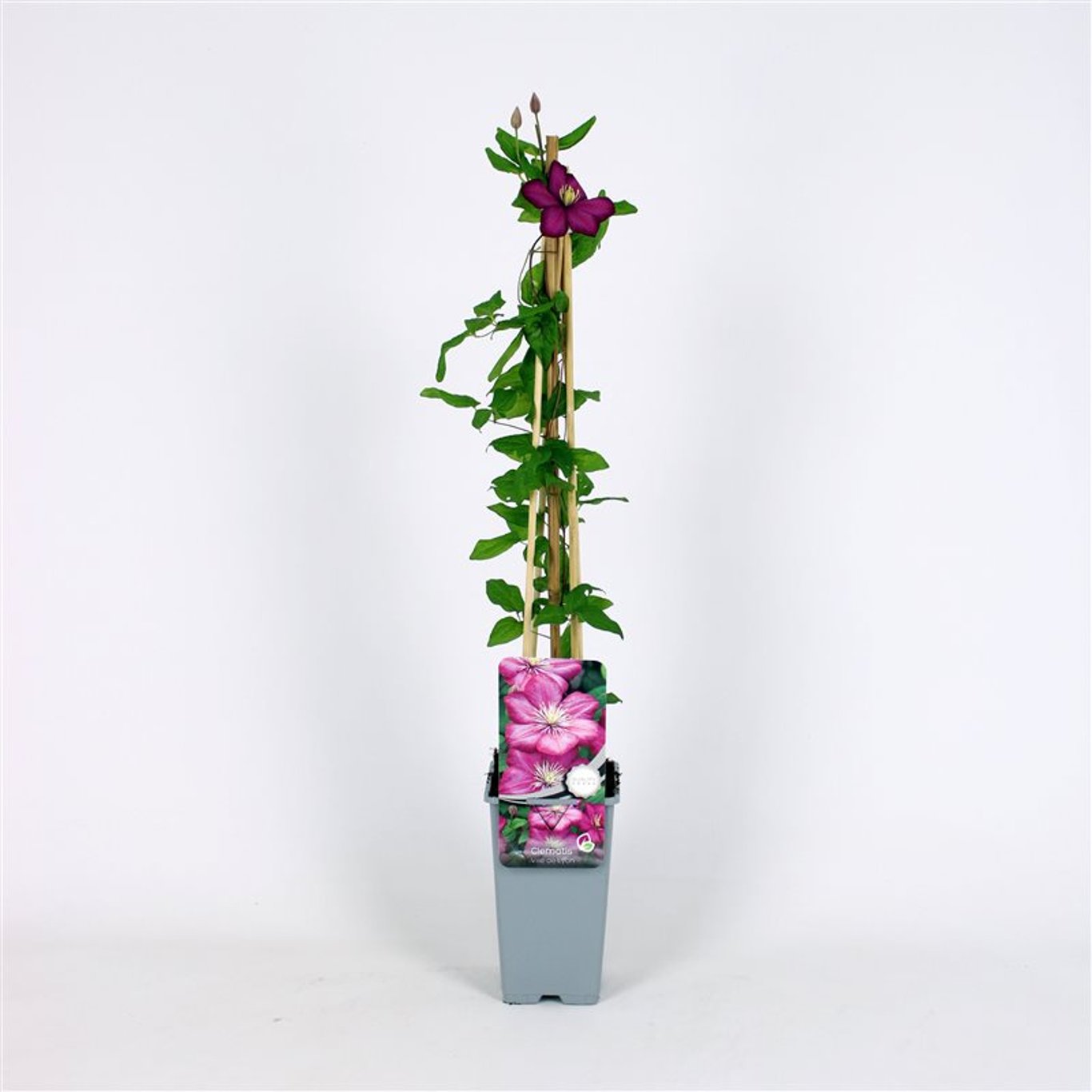 Clematis 'Ville de Lyon' - C2 70/+ CM