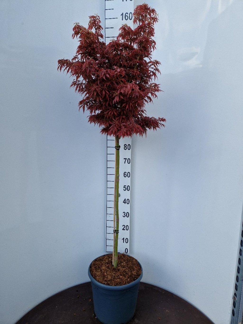 Acer pal. 'Jerre Schwartz' - 90 CM Stem C20