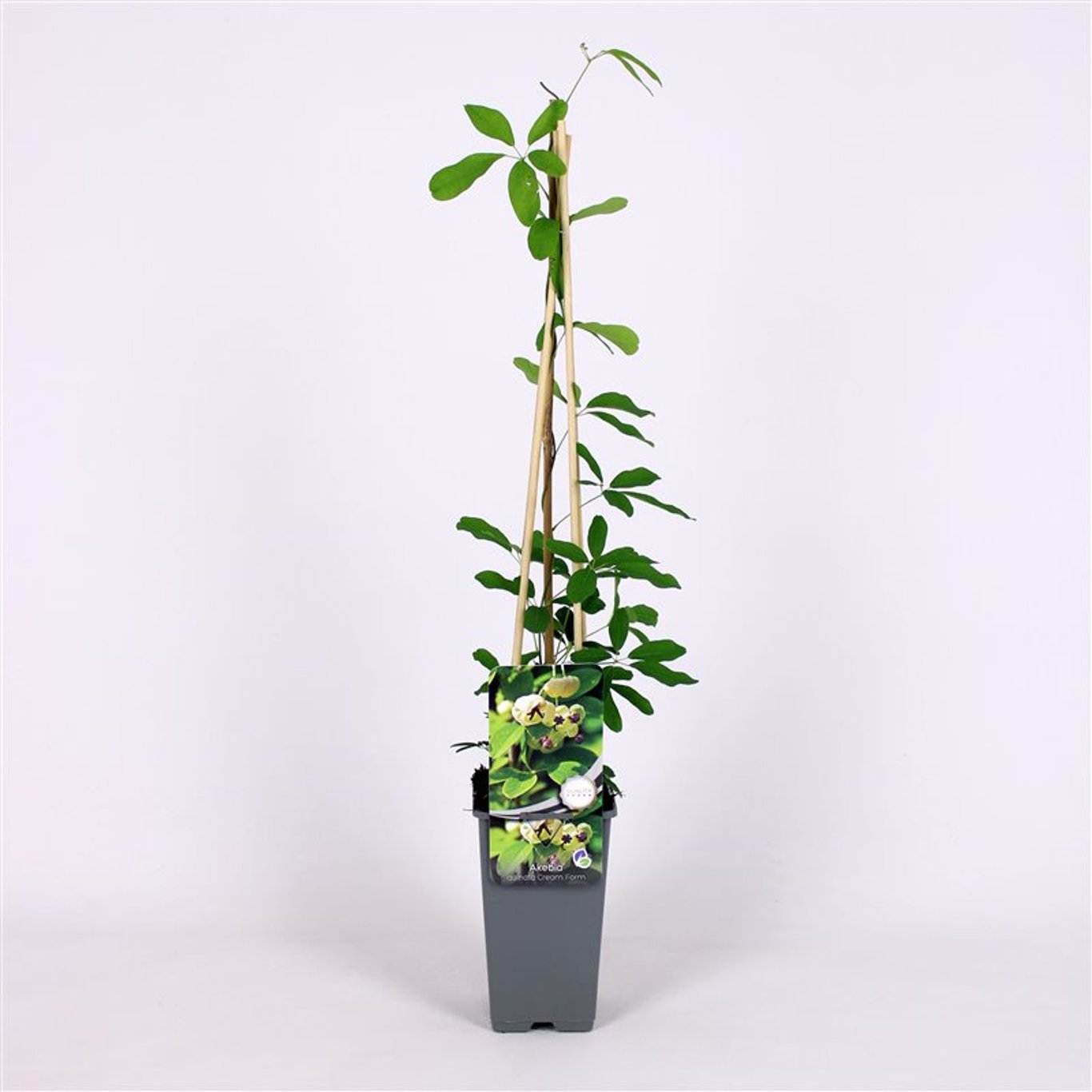 Akebia quinata 'Cream Form' - C2 70/+ CM
