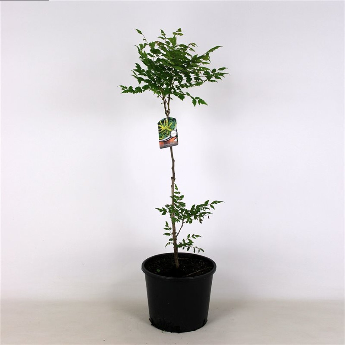 Koelreuteria paniculata - C7,5 100-125 CM