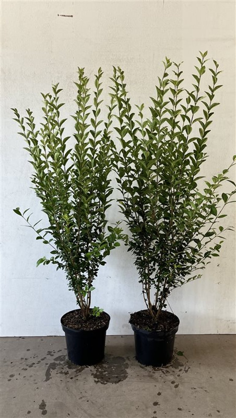 Ligustrum ovalifolium - C7,5 100-125 CM