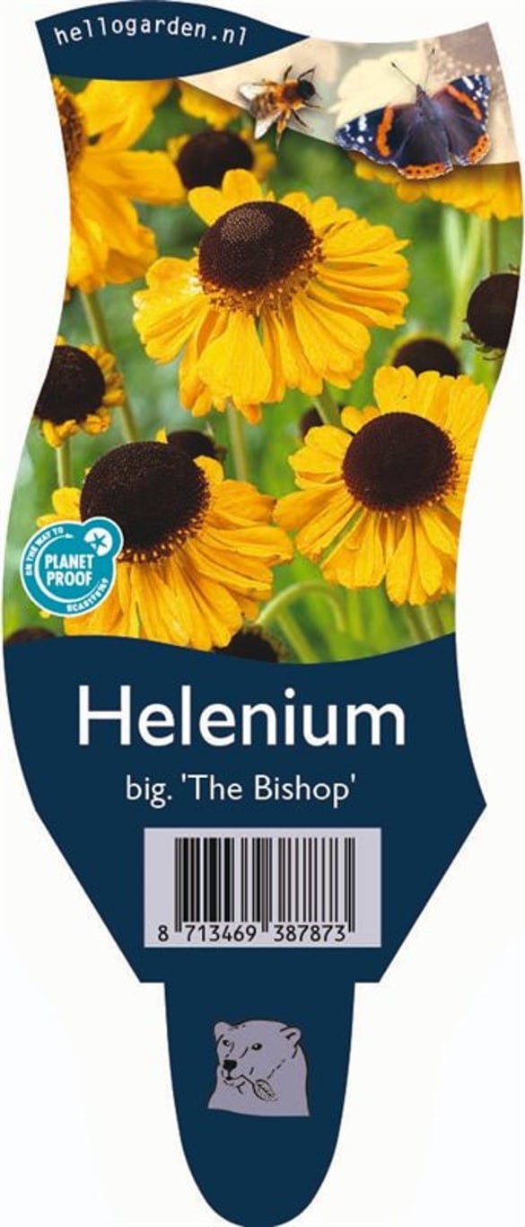 Helenium bigelovii 'The Bishop' - P11
