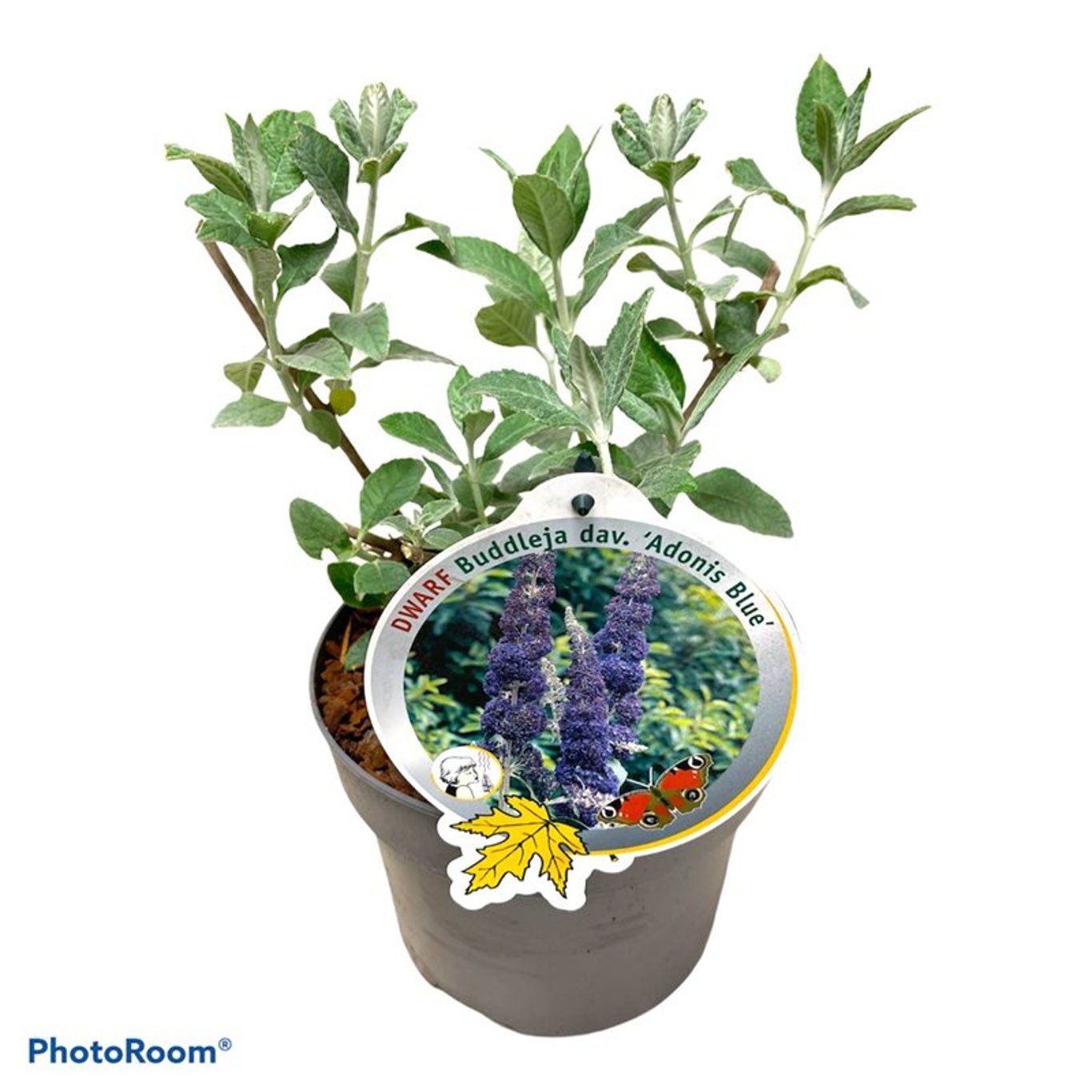 Buddleja dav. 'Adonis Blue' - C3