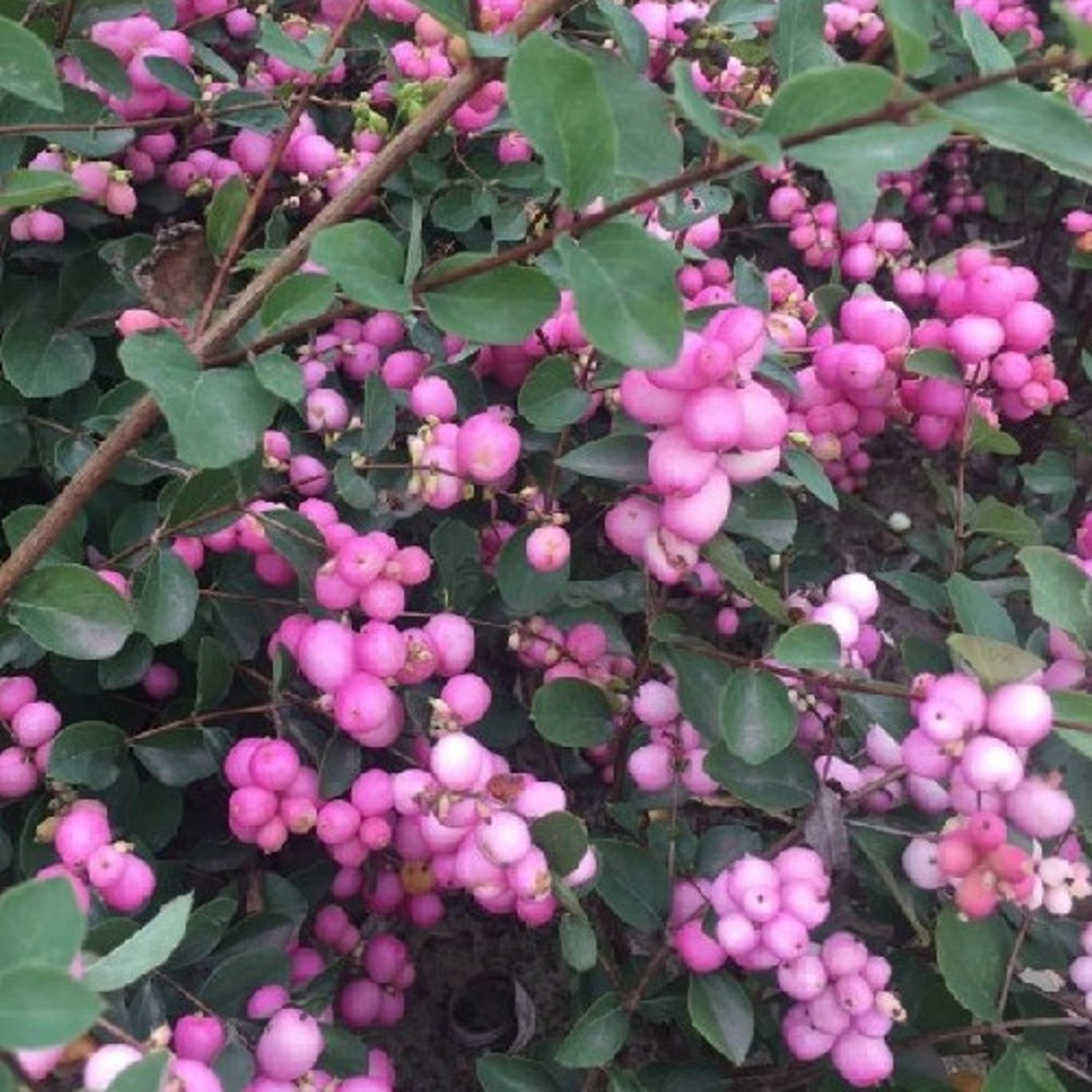 Symphoricarpos d. 'Mother of Pearl' - 40-60 CM bare root 0/1  2 branche