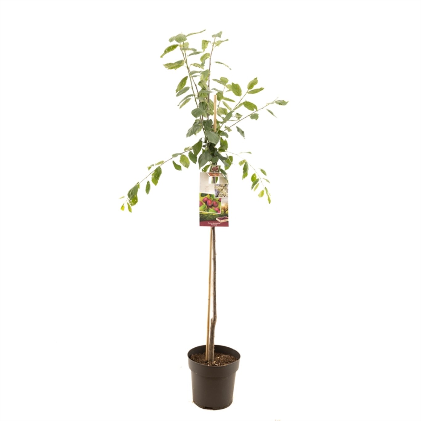 Prunus d. 'Victoria' - C7,5 175-225 CM Halfstem