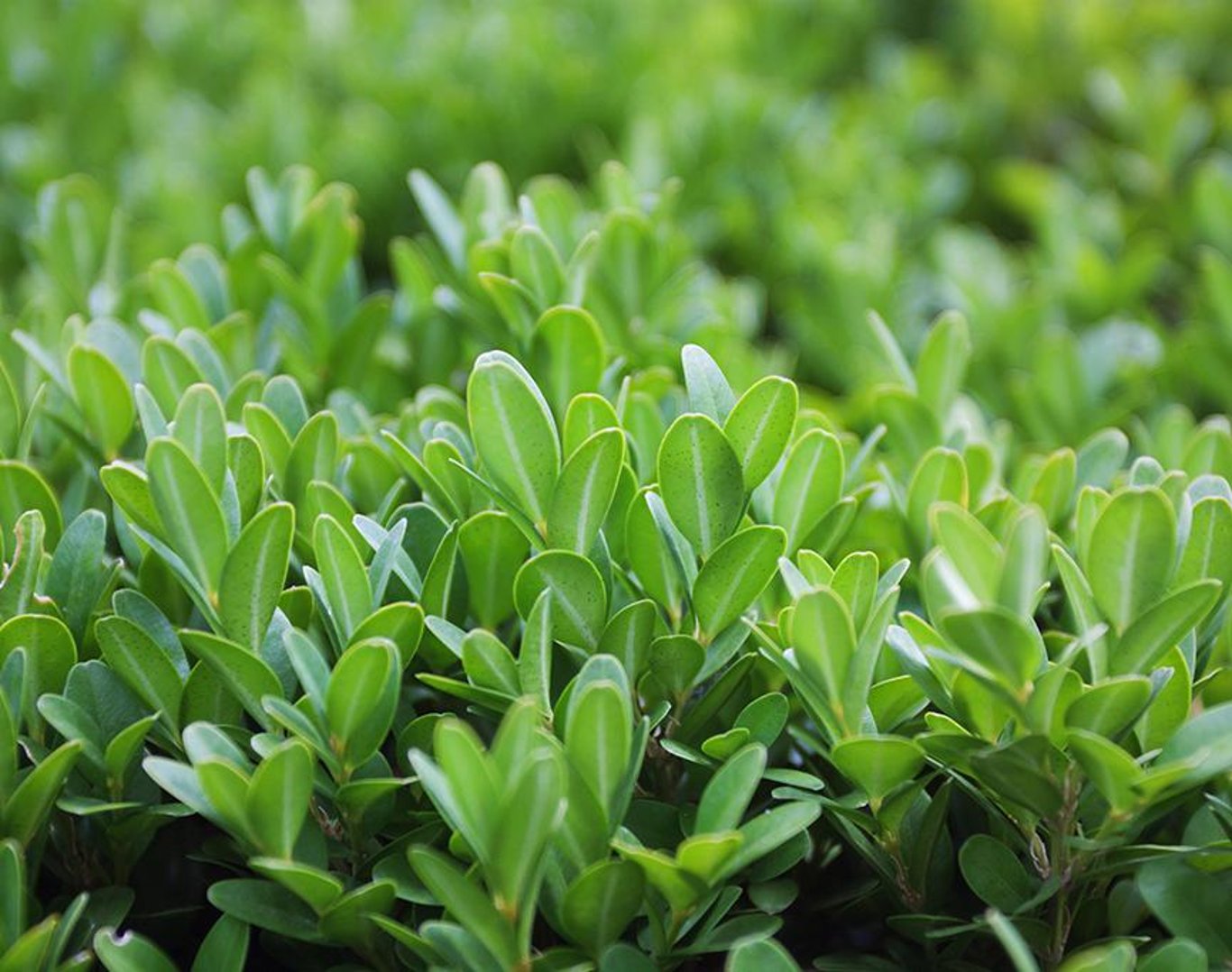 Buxus sempervirens - 20-30 CM bare root 1/1
