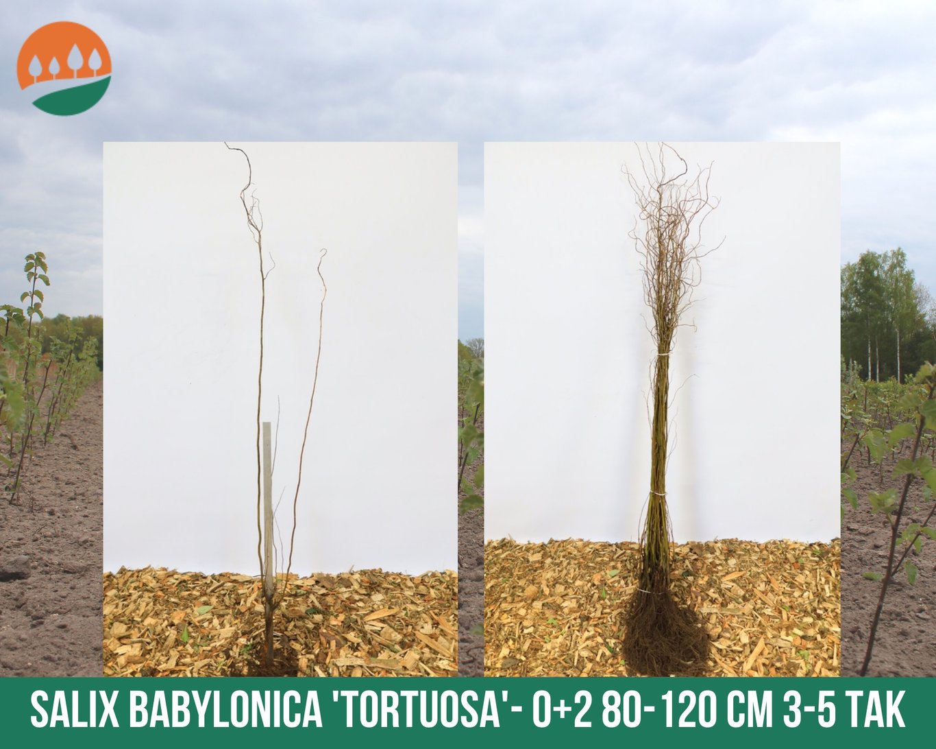 Salix babylonica 'Tortuosa' - 60-100 CM bare root 0/1   1-2 branche