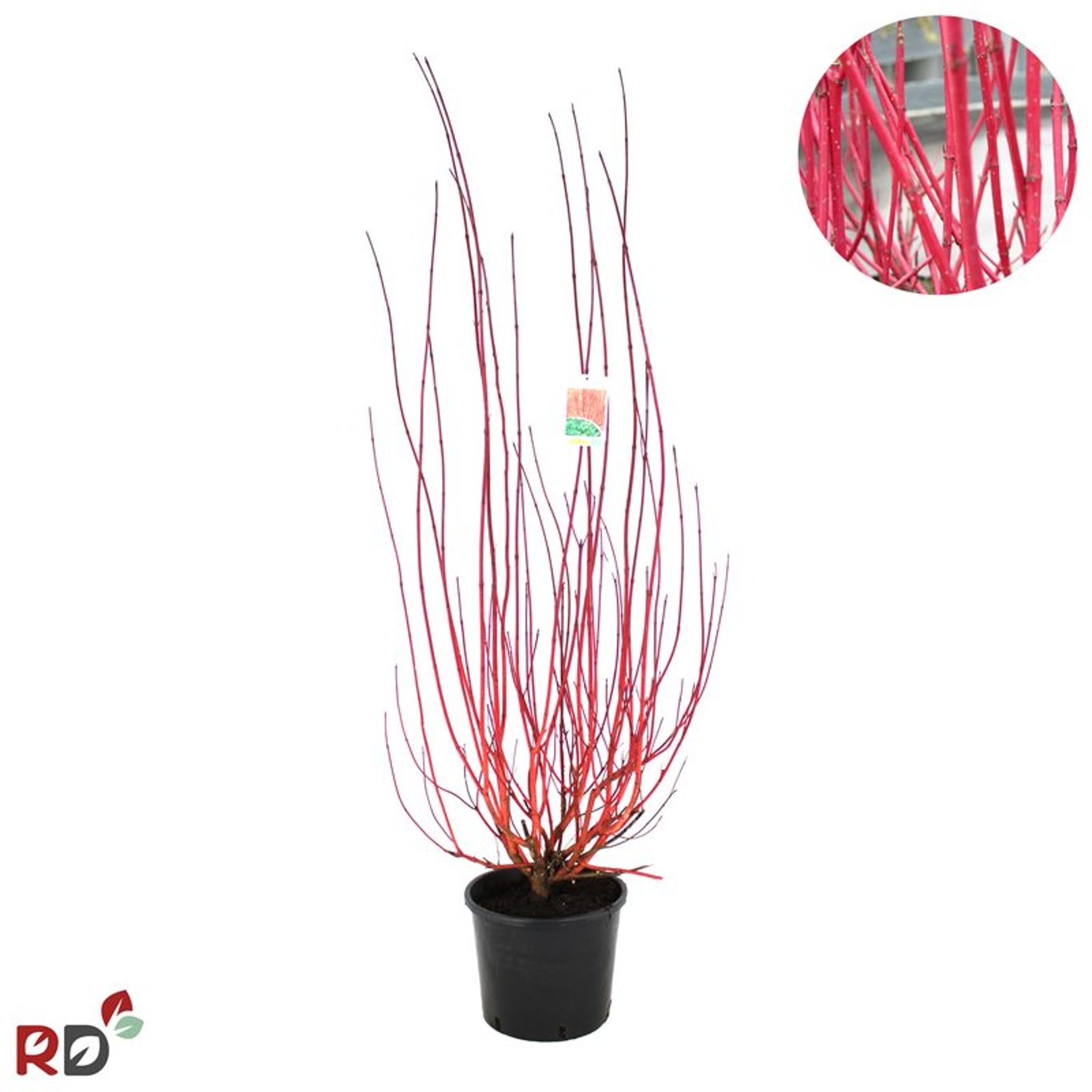 Cornus alba 'Sibirica' - C2 100-125 CM