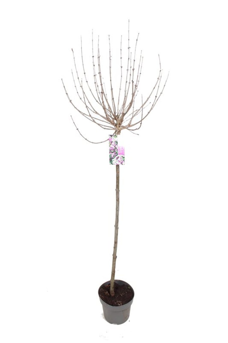 Syringa meyeri 'Palibin' - 100 CM Stem C5