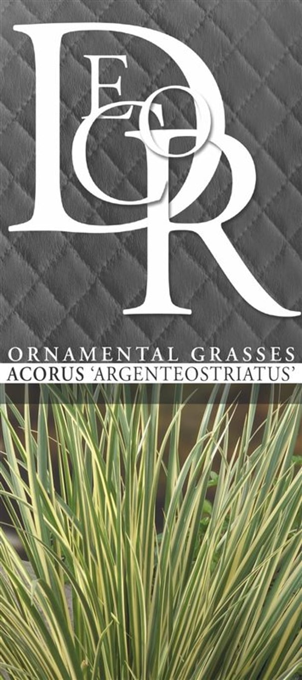 Acorus gramineus 'Argenteostriatus' - C1