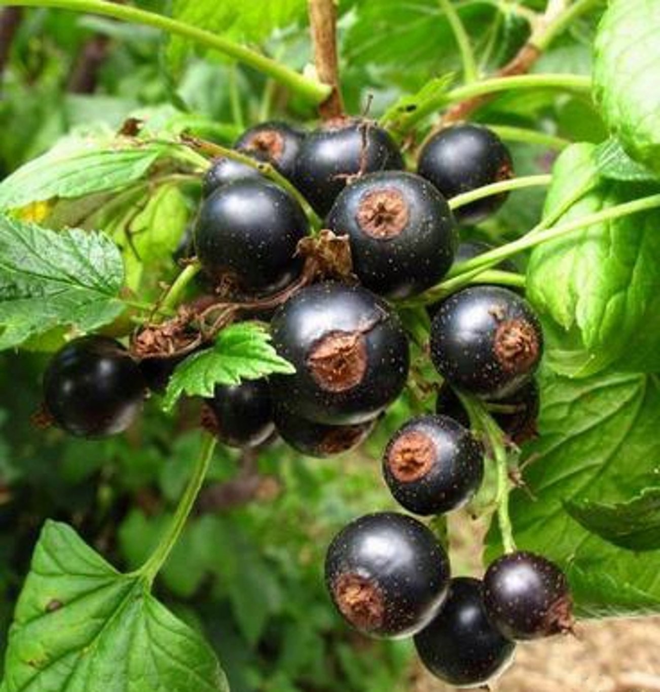 Ribes nigrum 'Jostabes' - 60-100 CM bare root 0/2   2-3 branche