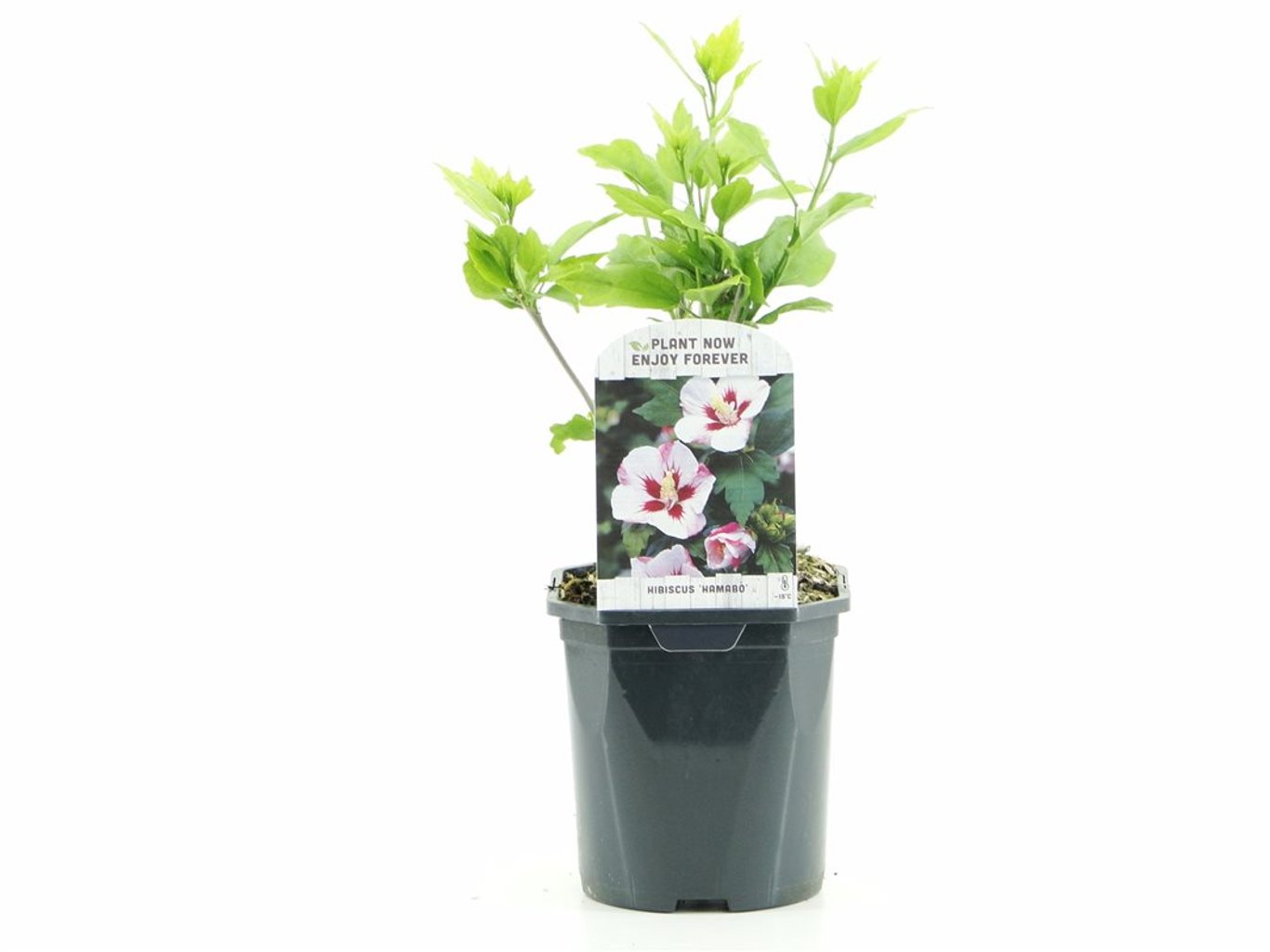 Hibiscus syr. 'Hamabo' - C2
