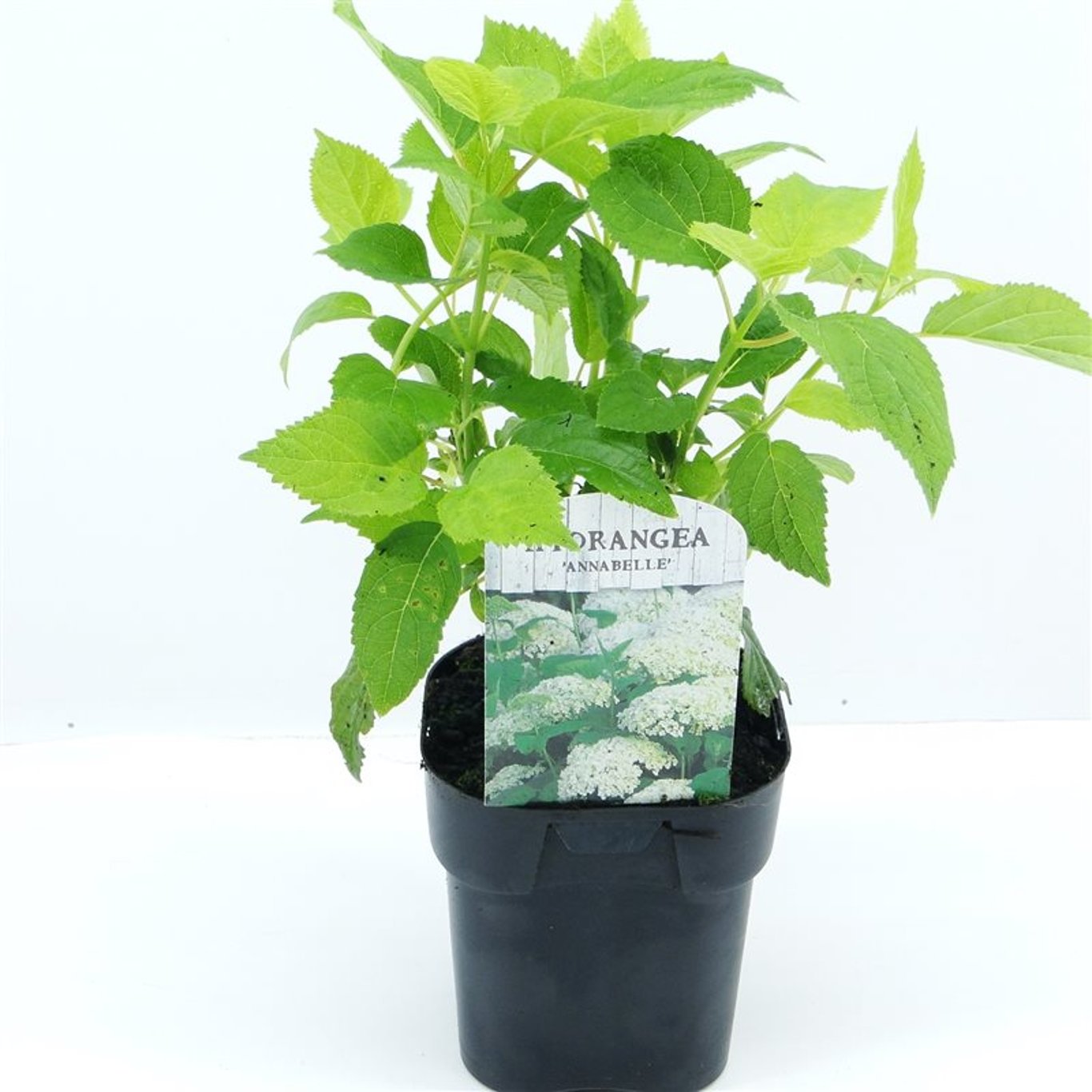 Hydrangea a. 'Annabelle' - C2