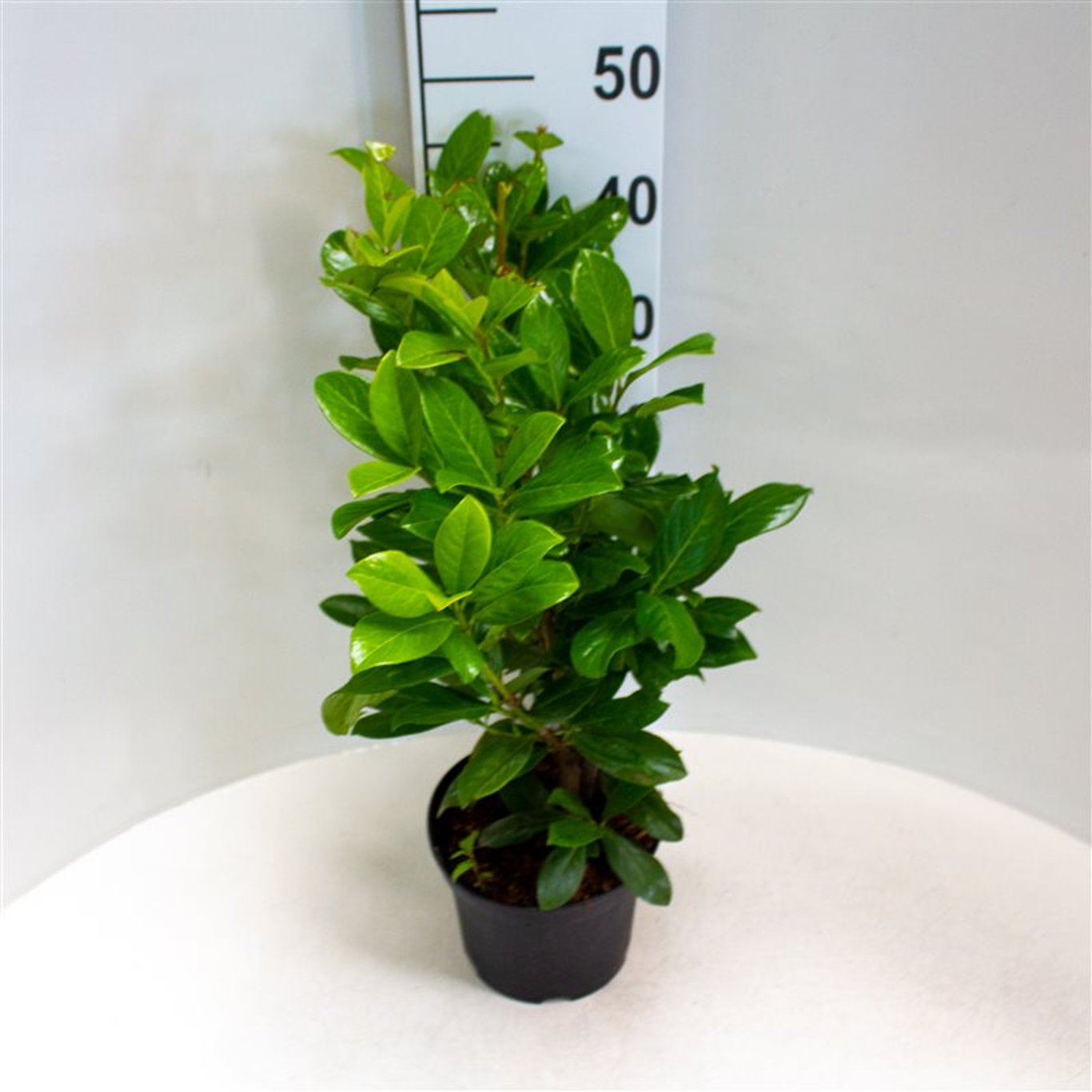 Prunus l. 'Novita' - C3 40-60 CM