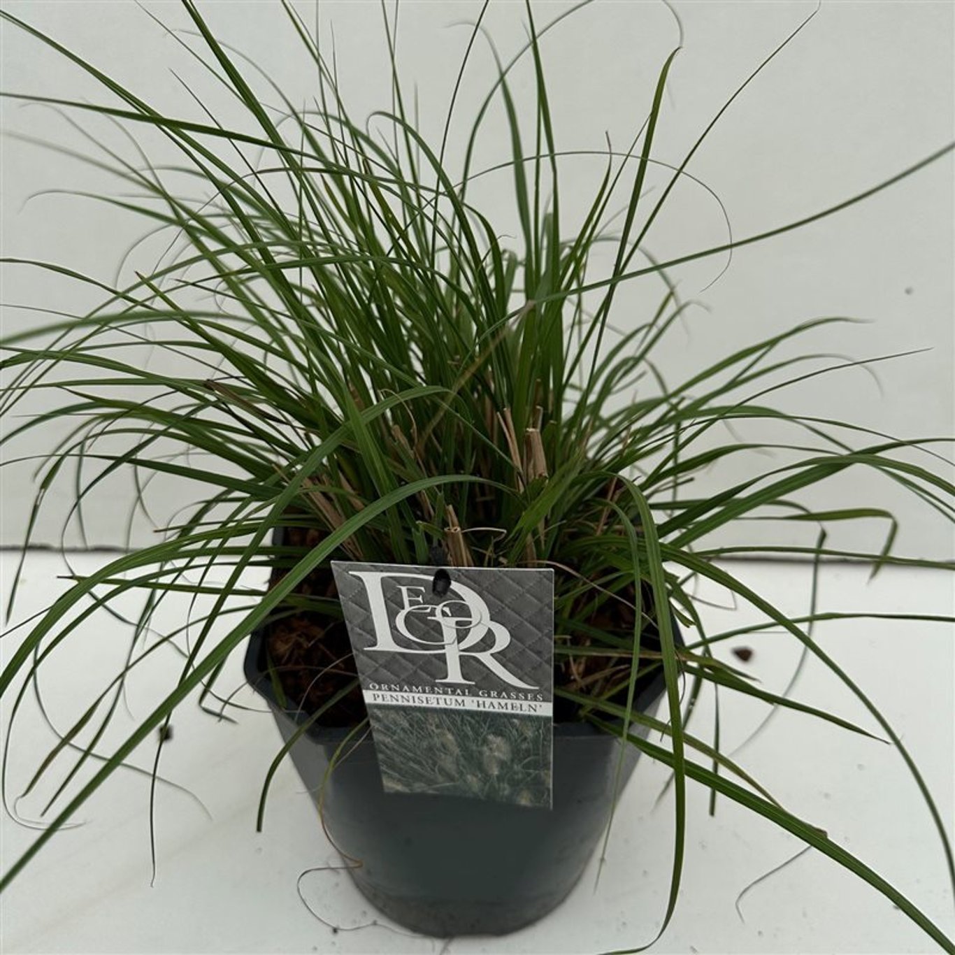 Pennisetum al. 'Hameln' - C5