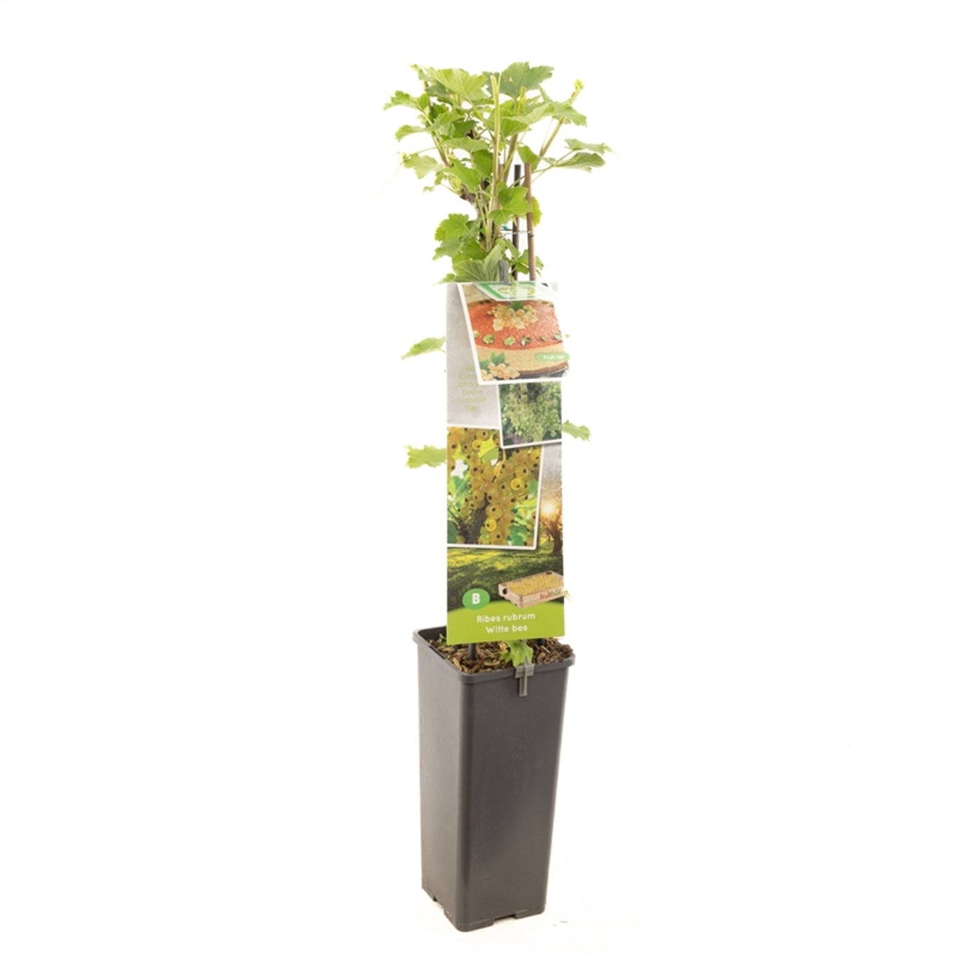 Ribes rub. 'Witte Parel' - C2 50-60 CM
