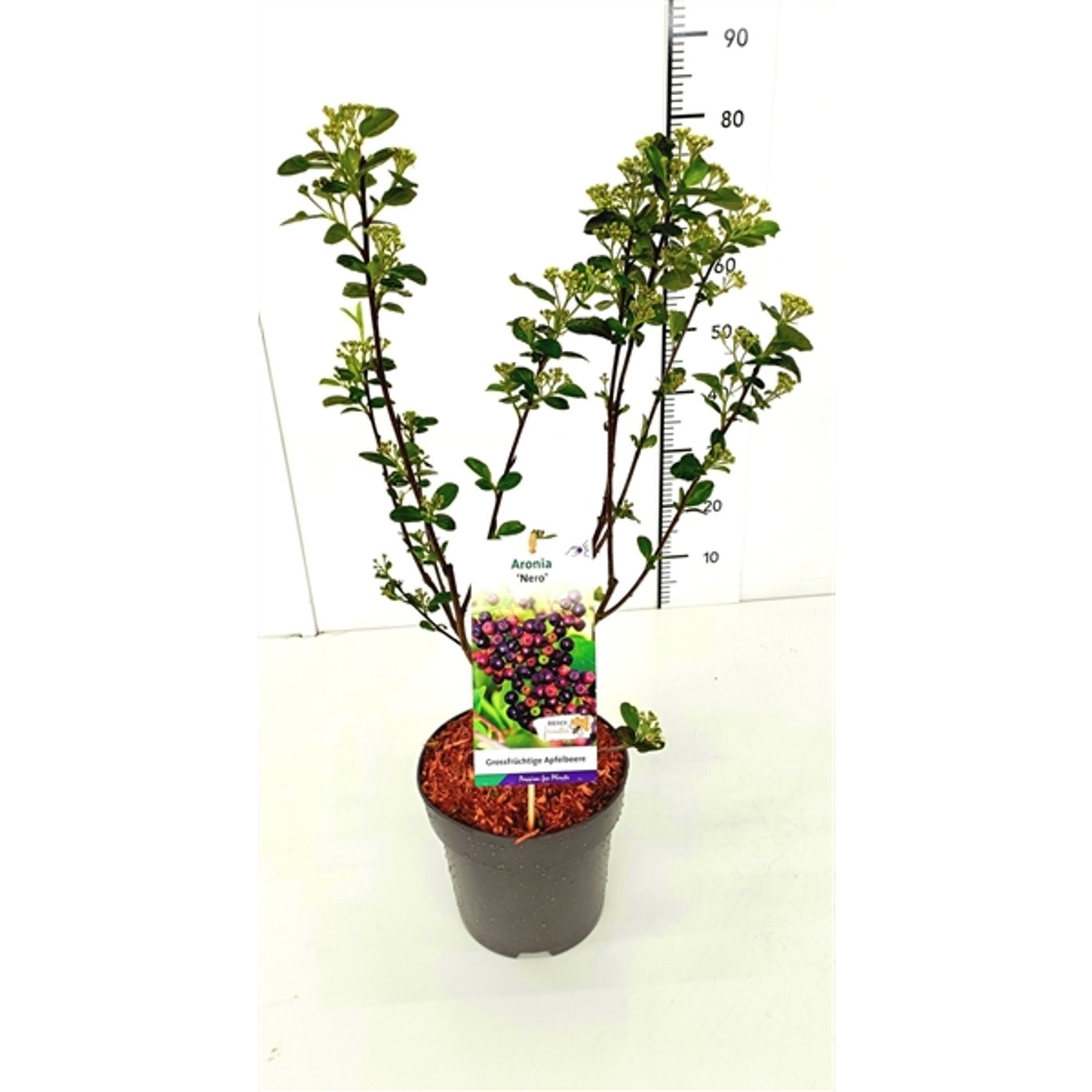 Aronia prunifolia 'Nero' - C5 50-60 CM
