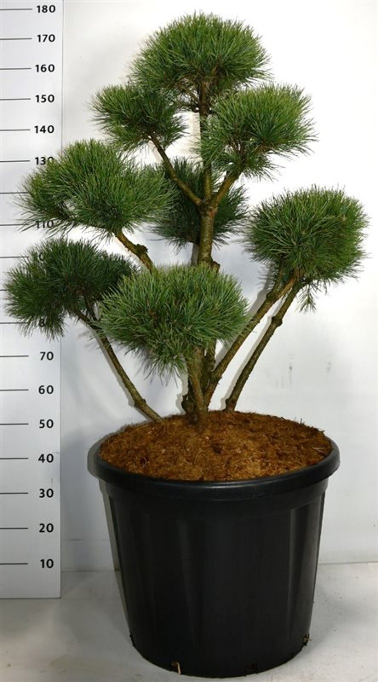 Pinus sylv. 'Watereri' - 100-120 CM Bonsai Cont.