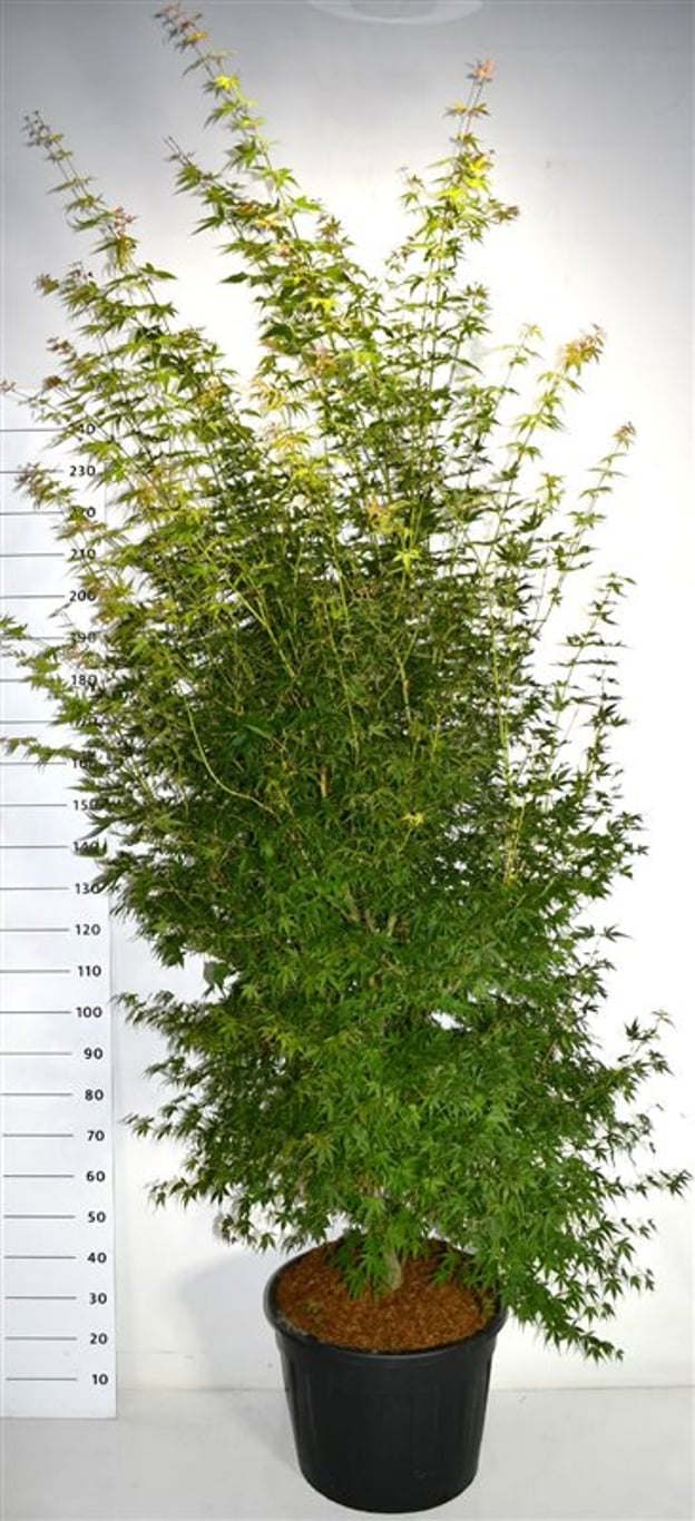 Acer pal. 'Katsura' - C70 200-225 CM