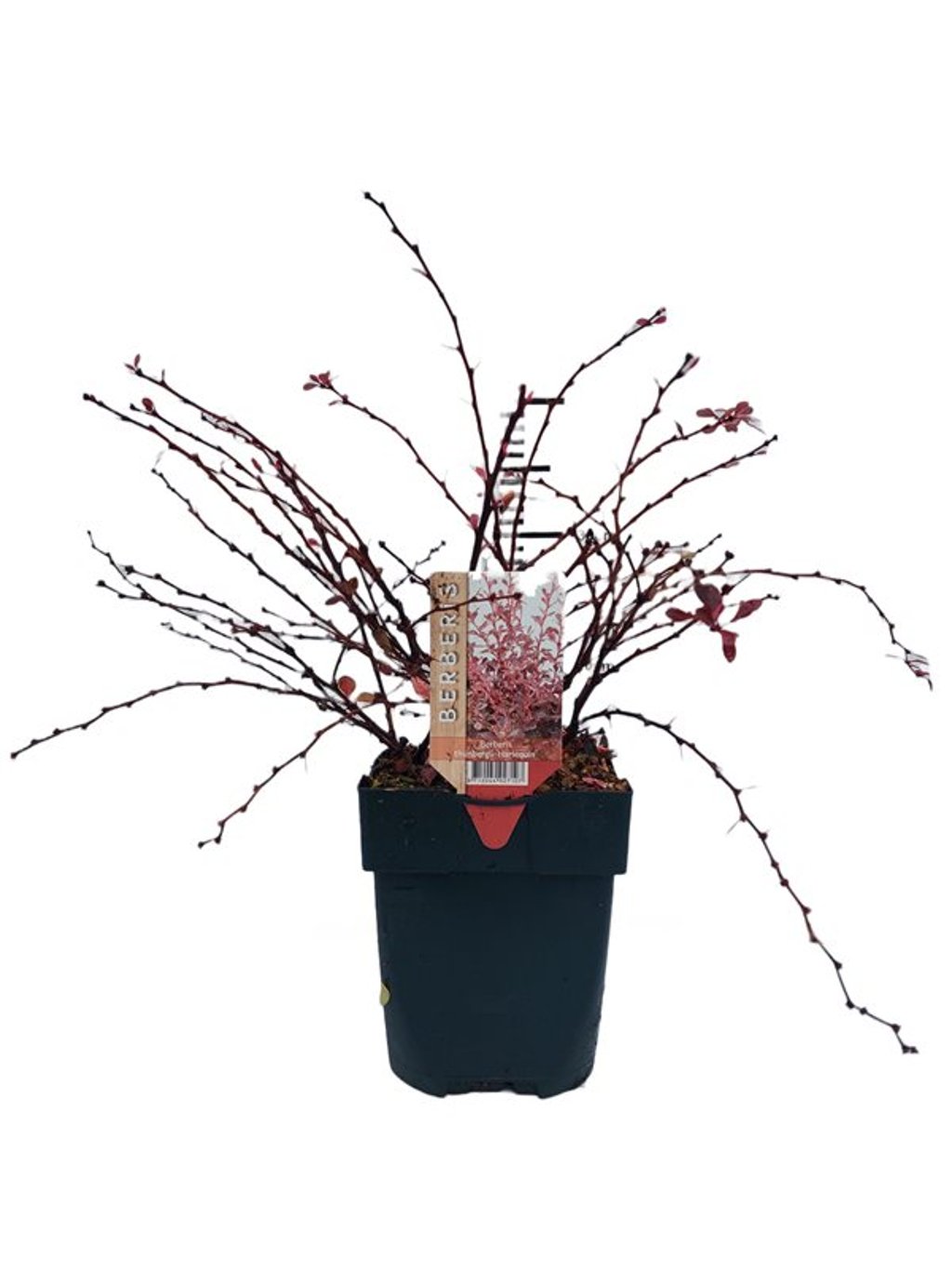 Berberis thunb. 'Harlequin' - C2