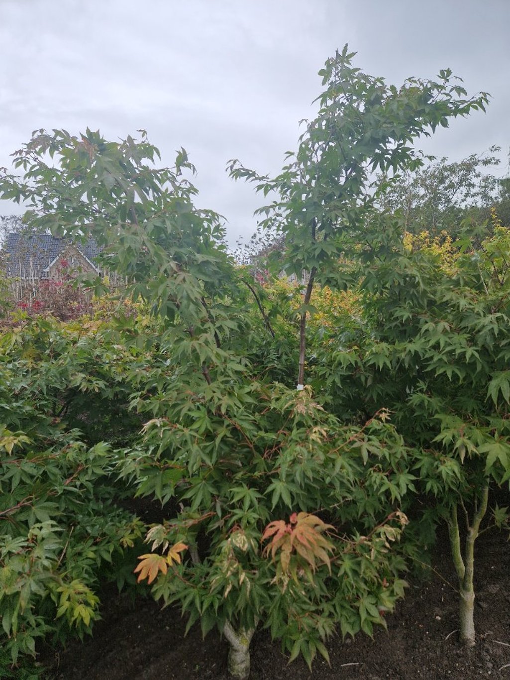 Acer pal. 'Osakazuki' - 125-150 CM RB