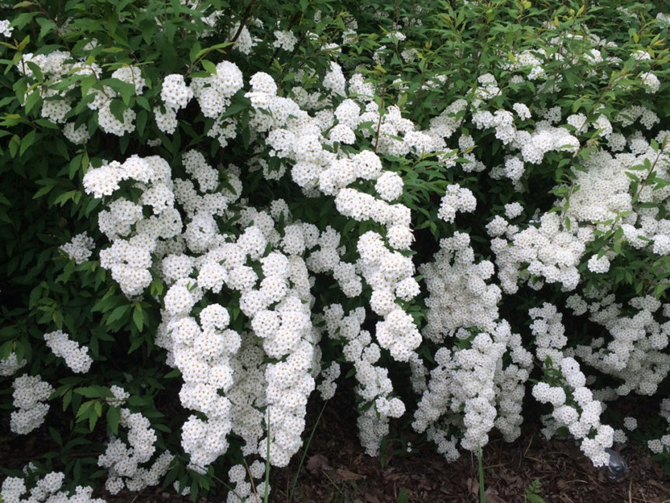 Spiraea vanhouttei - 80-100 CM RB