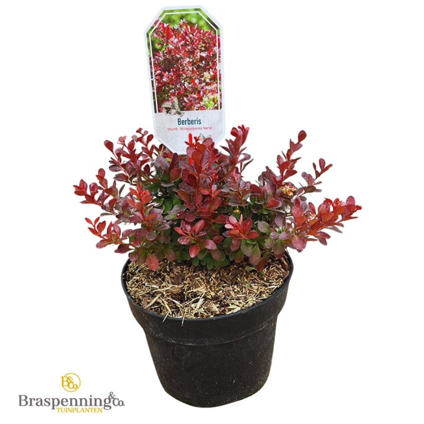 Berberis thunb. 'Atropurpurea Nana' - C3 20-25 CM