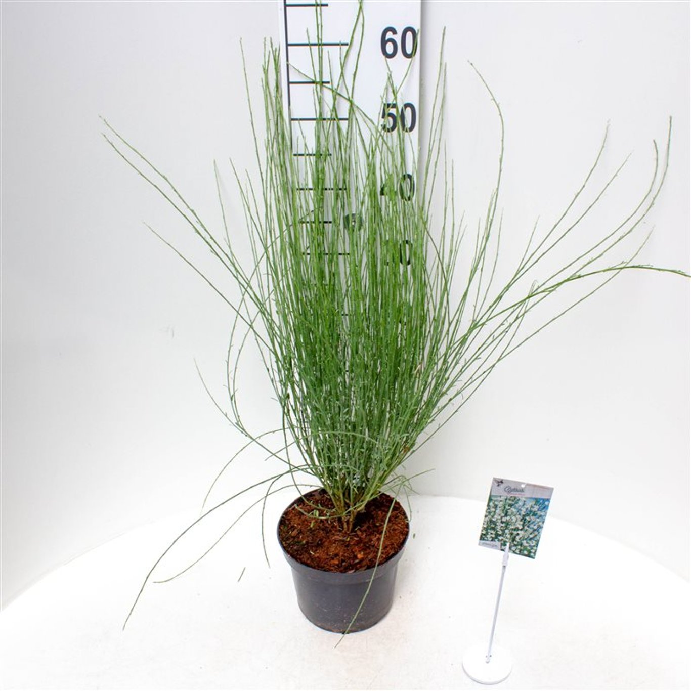 Cytisus praecox 'Albus' - C3 30-40 CM