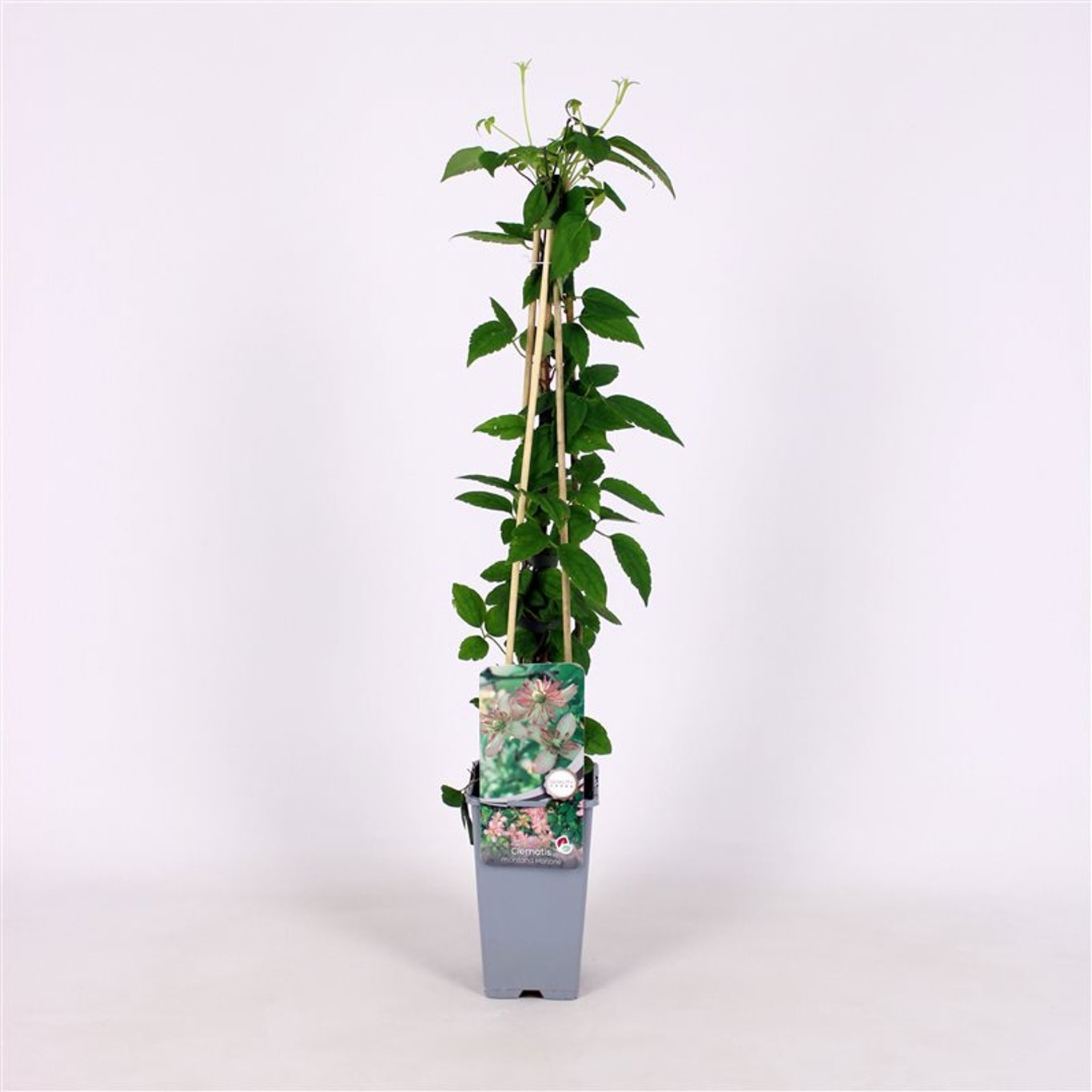 Clematis 'Marjorie' - C2 70/+ CM