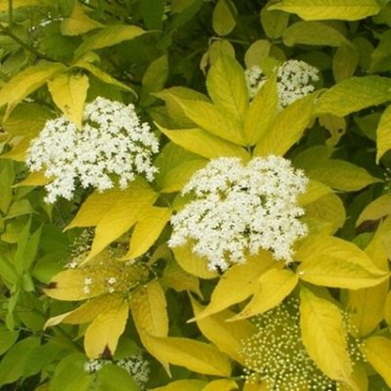 Sambucus nigra 'Aurea' - 40-60 CM bare root 0/1  2 branche
