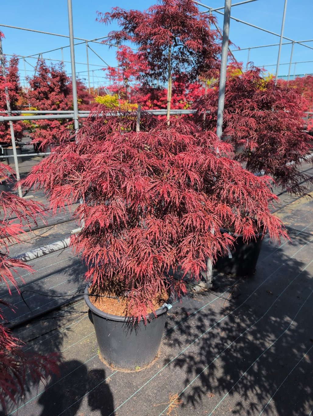 Acer pal. 'Crimson Queen' - 70 CM Stem C30