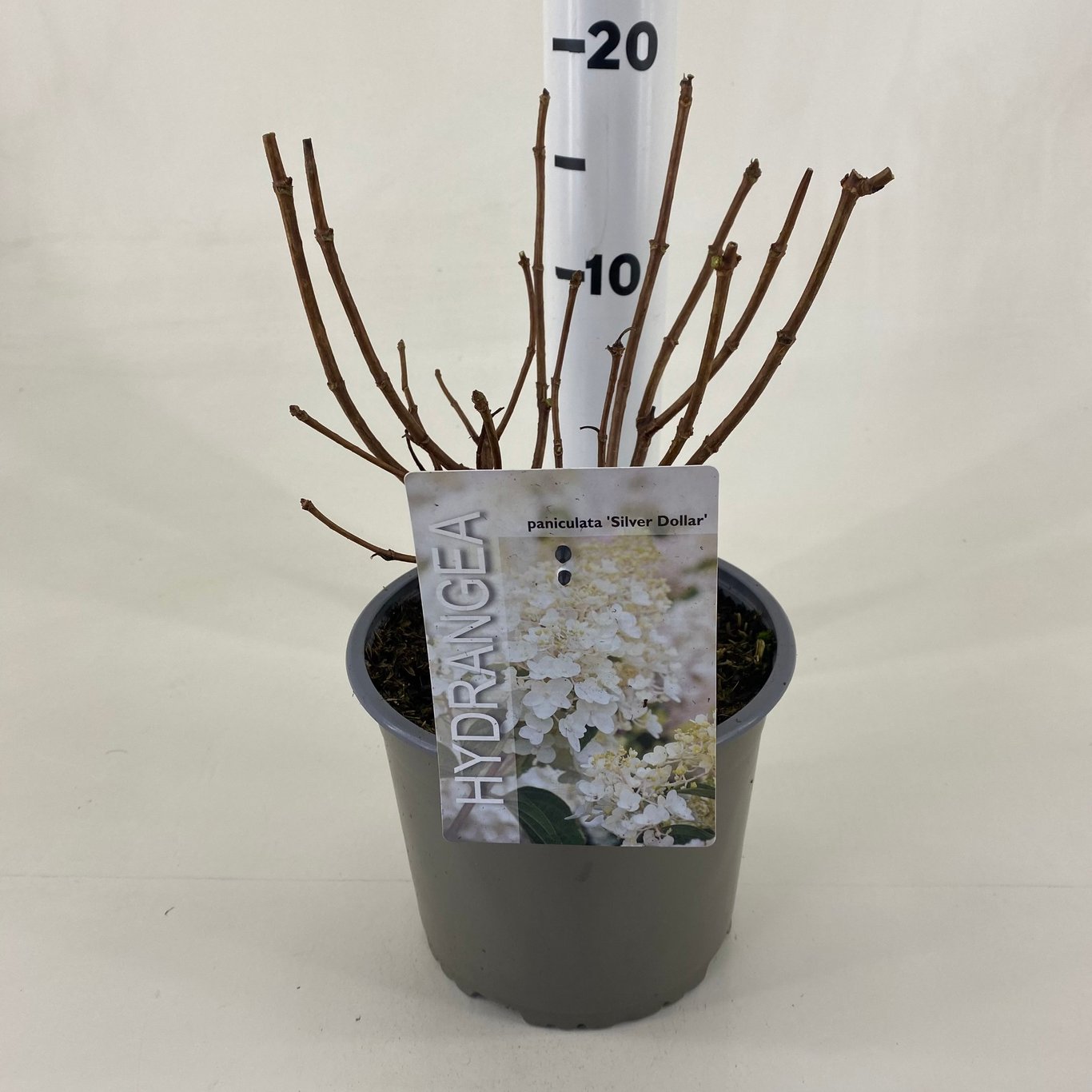 Hydrangea pan. 'Silver Dollar' - C3 20-30 CM